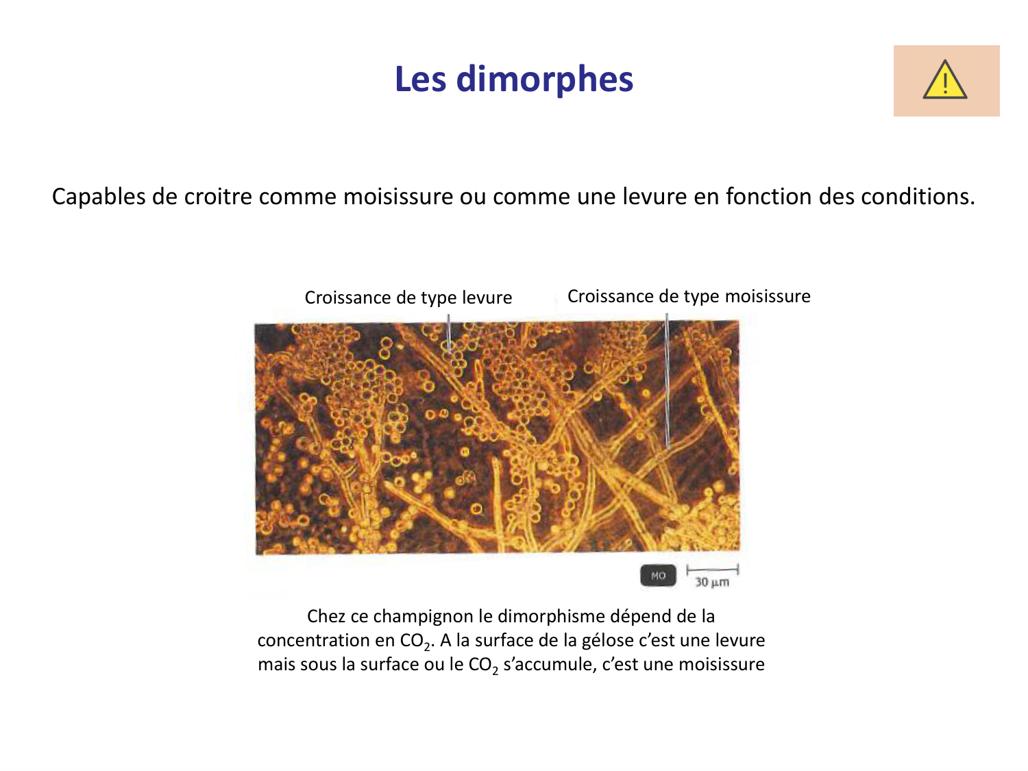 Les champignons — diapositives page 10