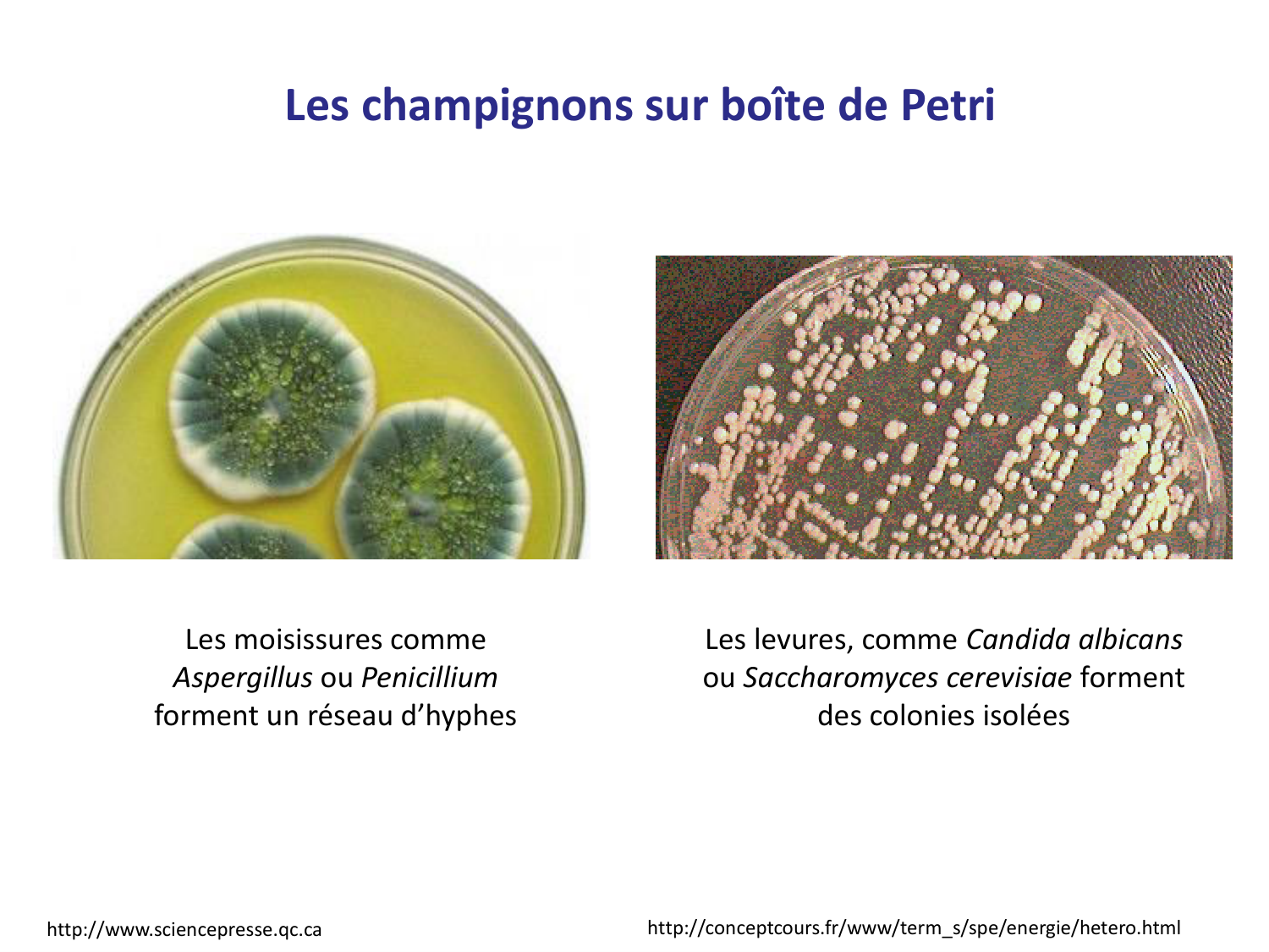 Les champignons — diapositives page 11