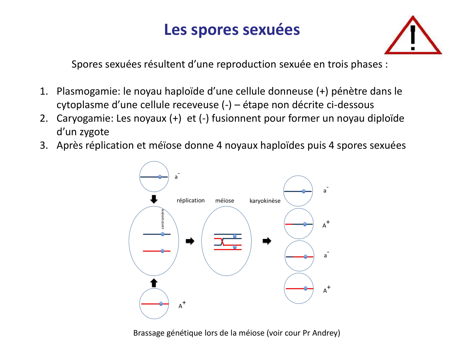 Les champignons — diapositives page 15