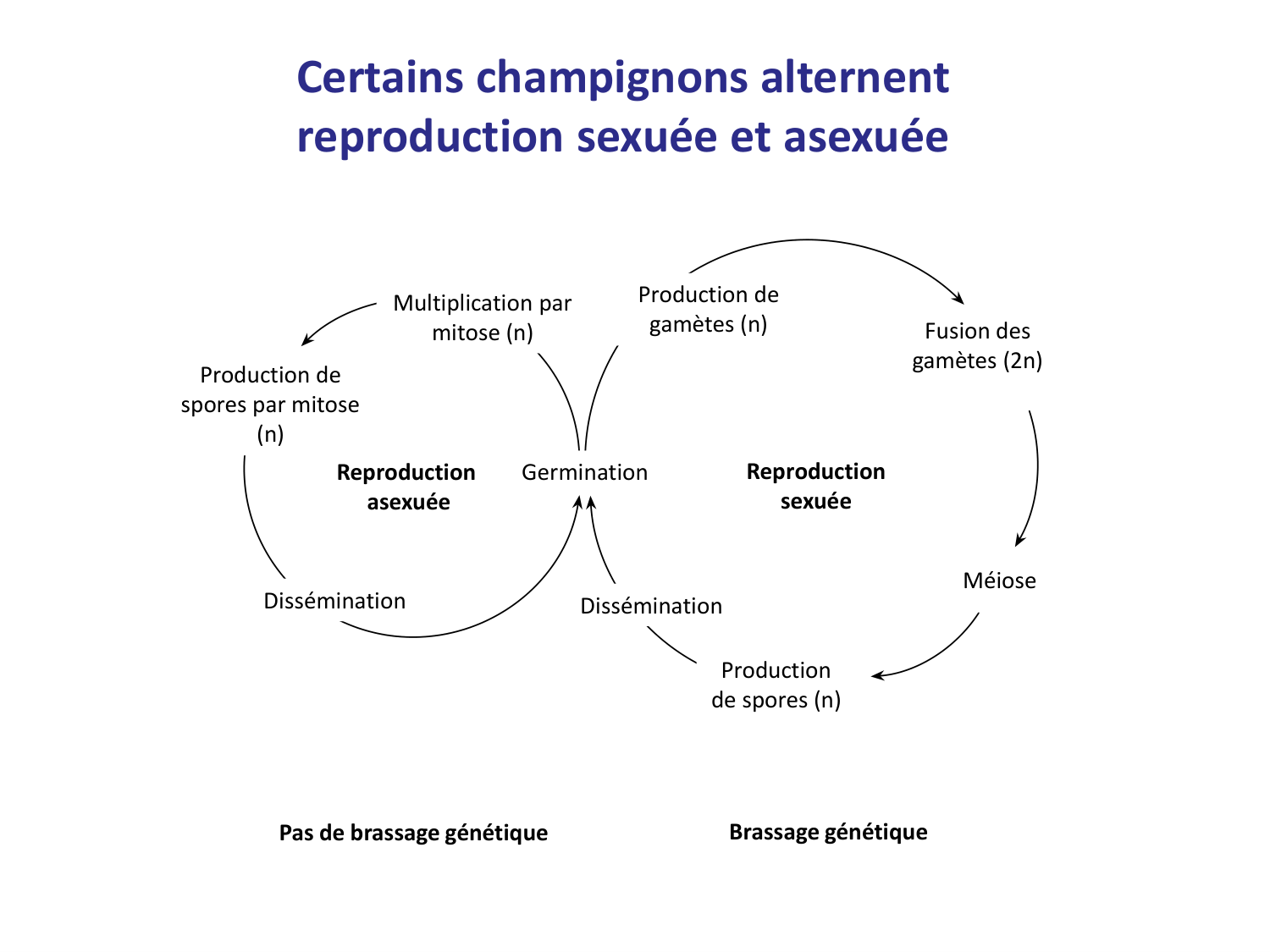 Les champignons — diapositives page 16