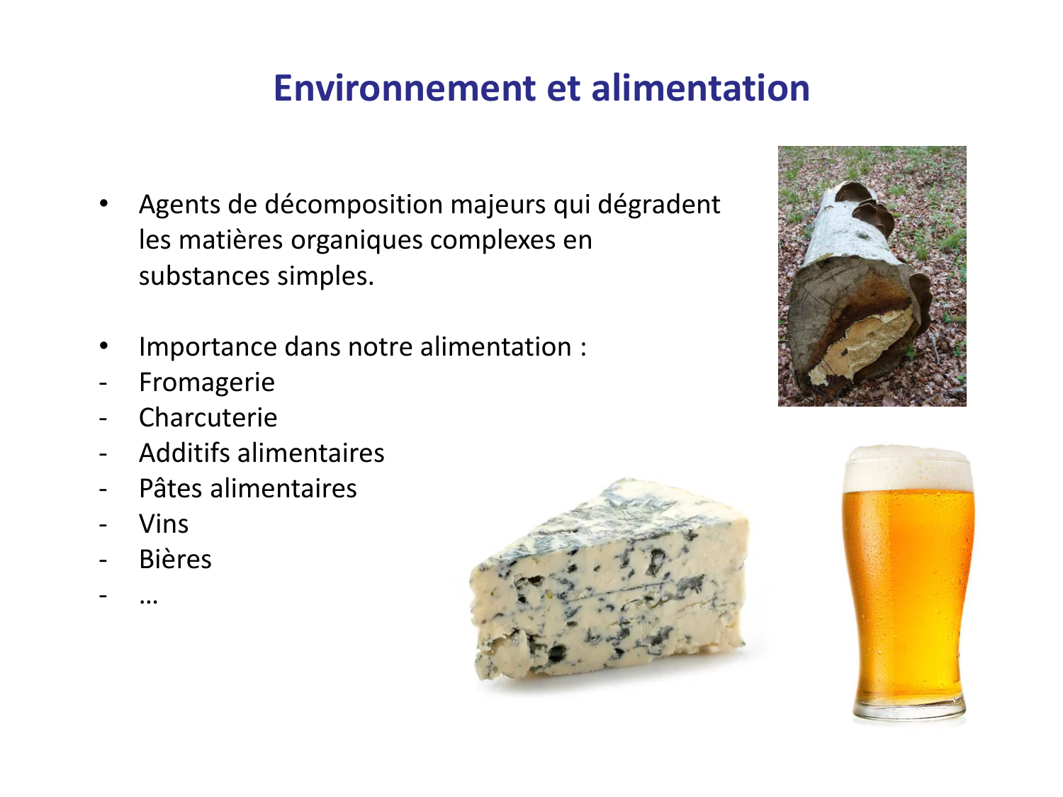 Les champignons — diapositives page 19