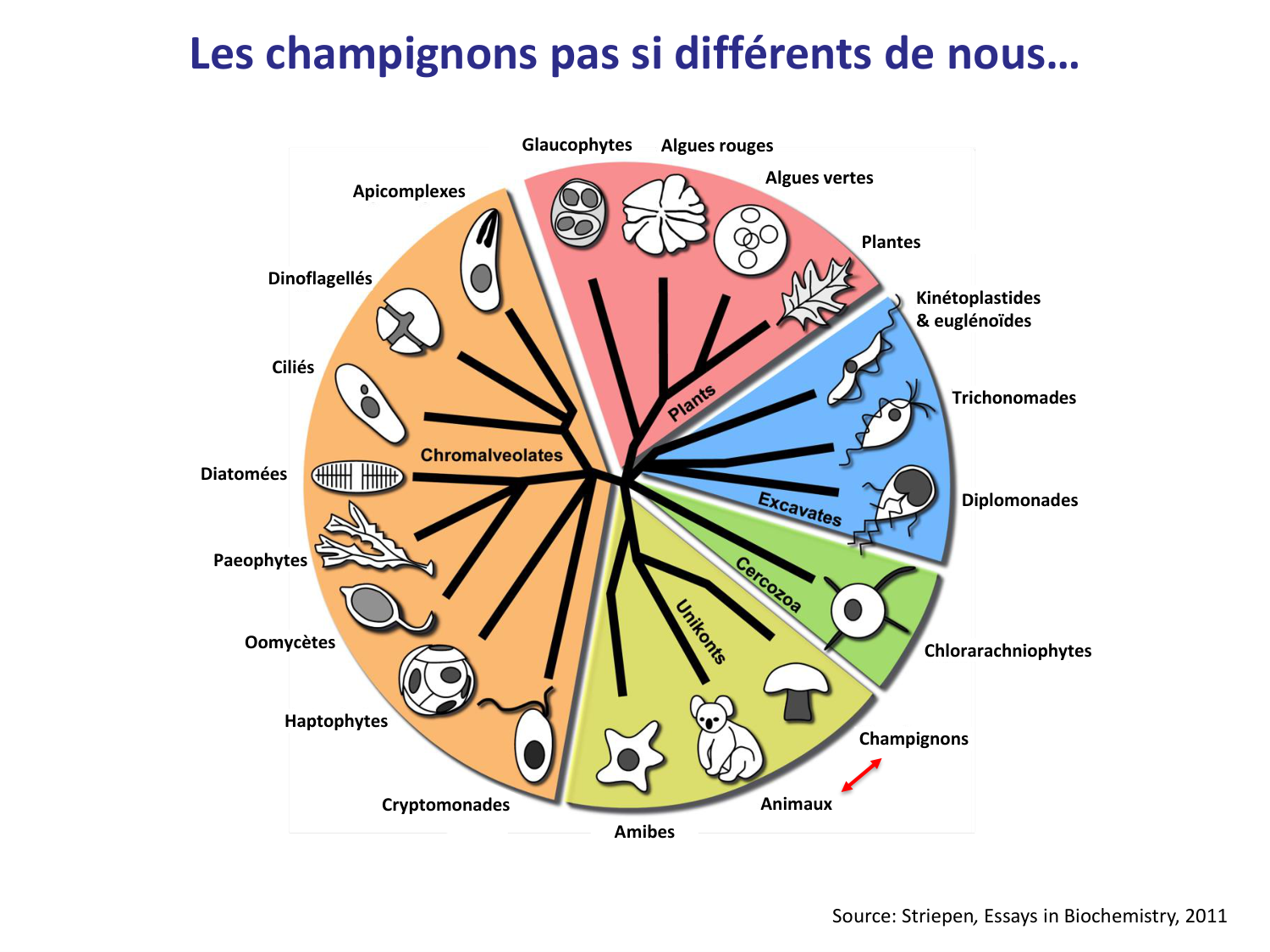 Les champignons — diapositives page 22
