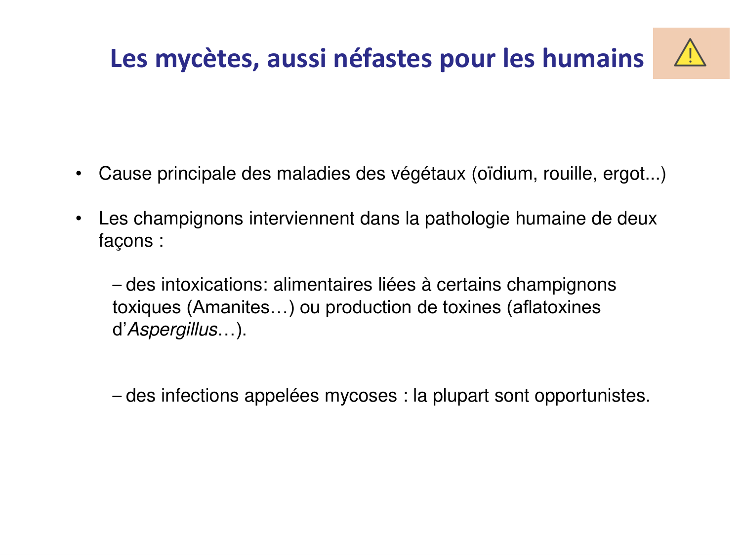 Les champignons — diapositives page 24