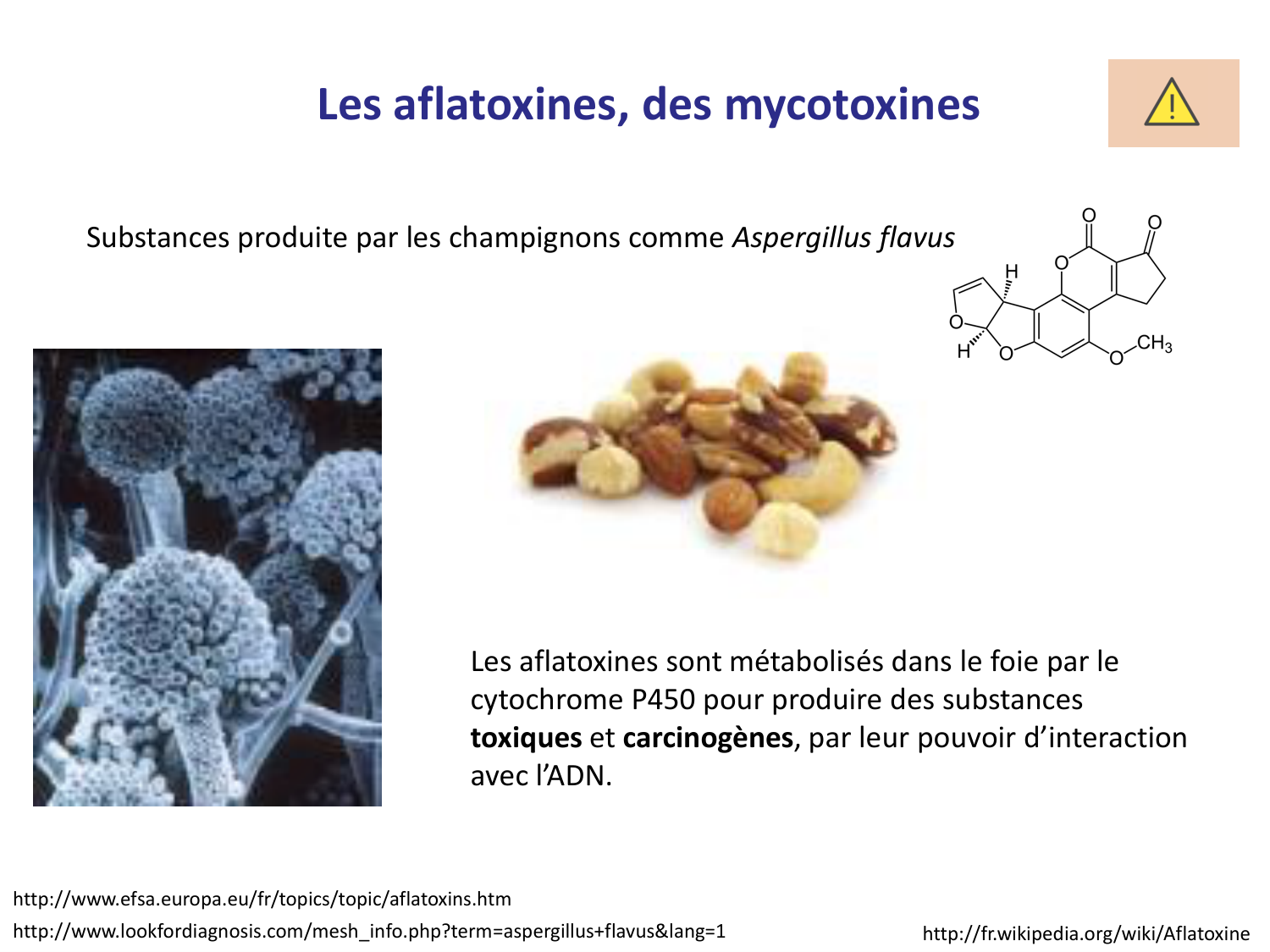 Les champignons — diapositives page 25