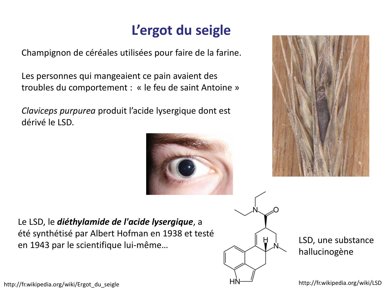 Les champignons — diapositives page 26