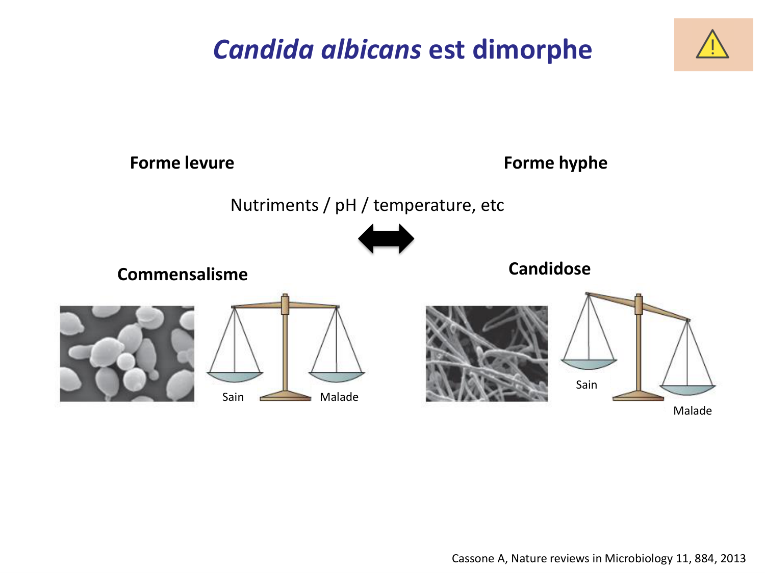 Les champignons — diapositives page 28