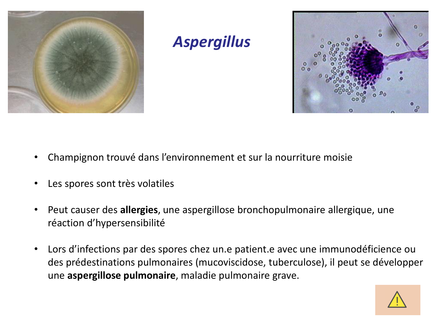 Les champignons — diapositives page 29