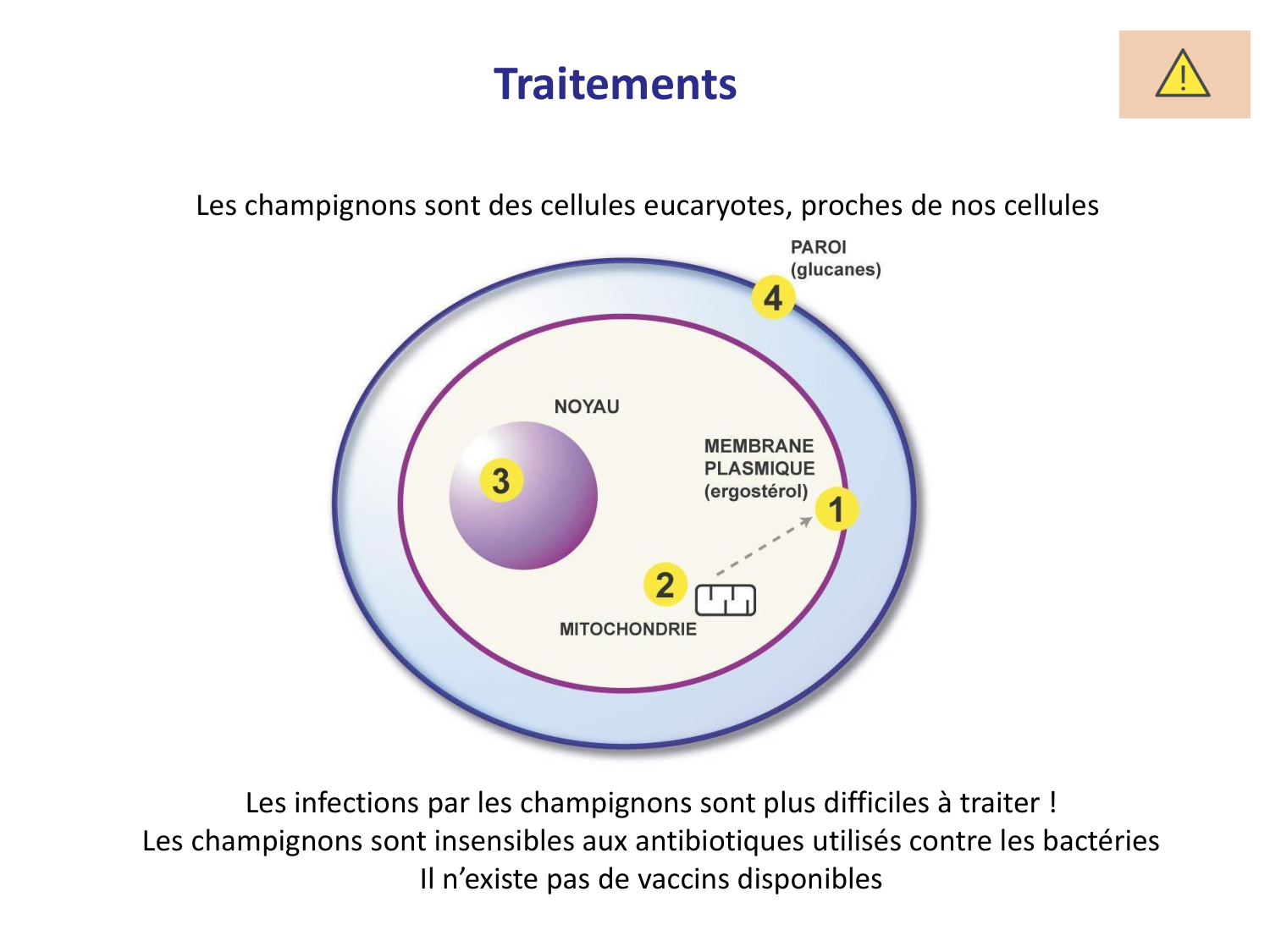 Les champignons — diapositives page 32