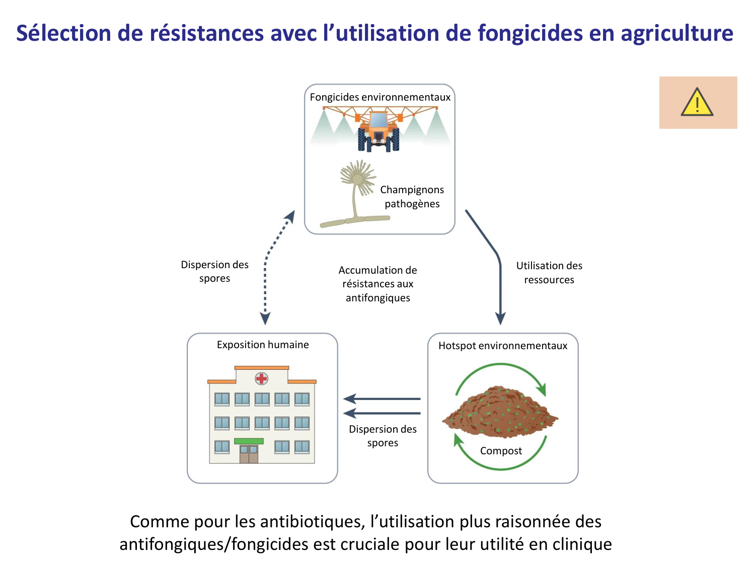 Les champignons — diapositives page 34