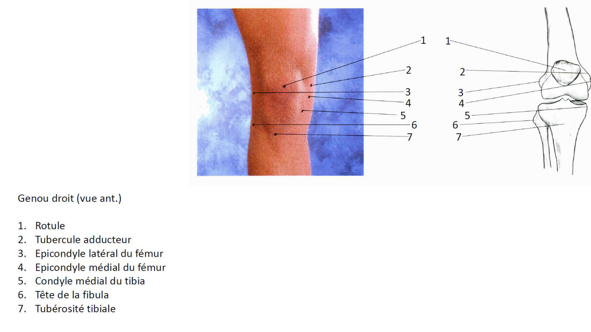 1 BA MI genou 2025-26 page 3