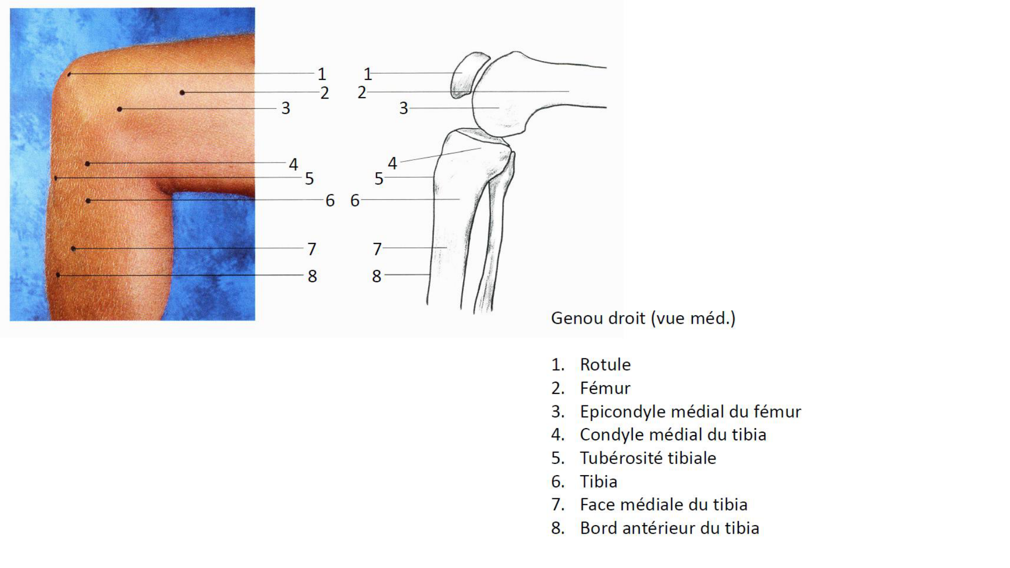 1 BA MI genou 2025-26 page 4