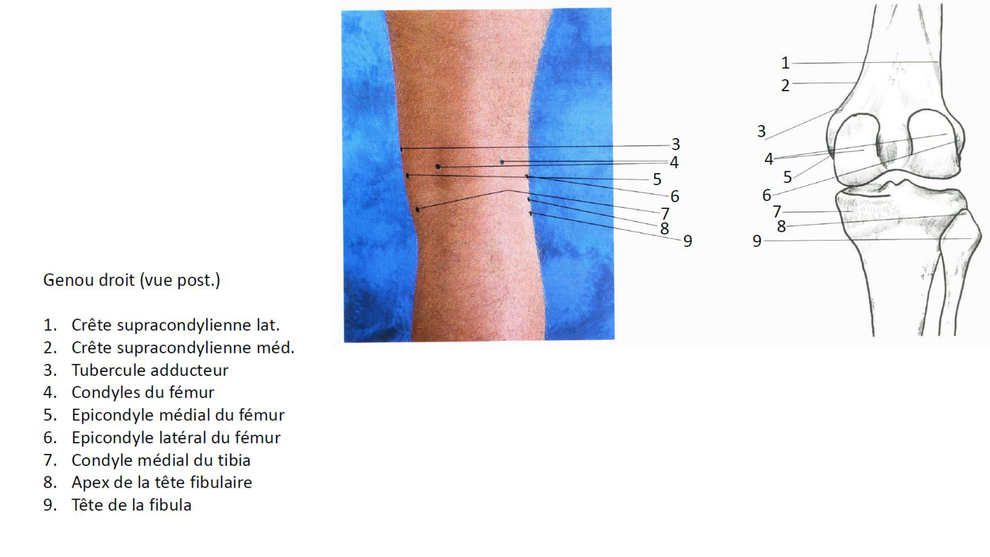 1 BA MI genou 2025-26 page 6