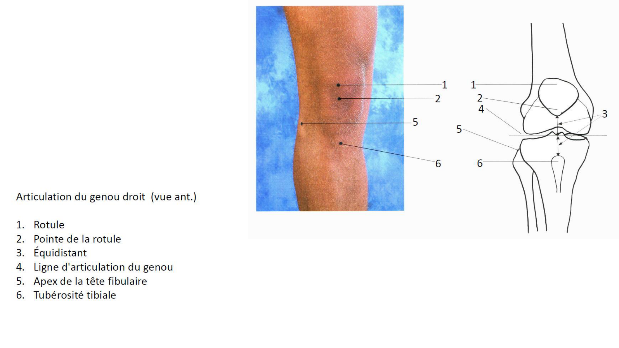 1 BA MI genou 2025-26 page 7