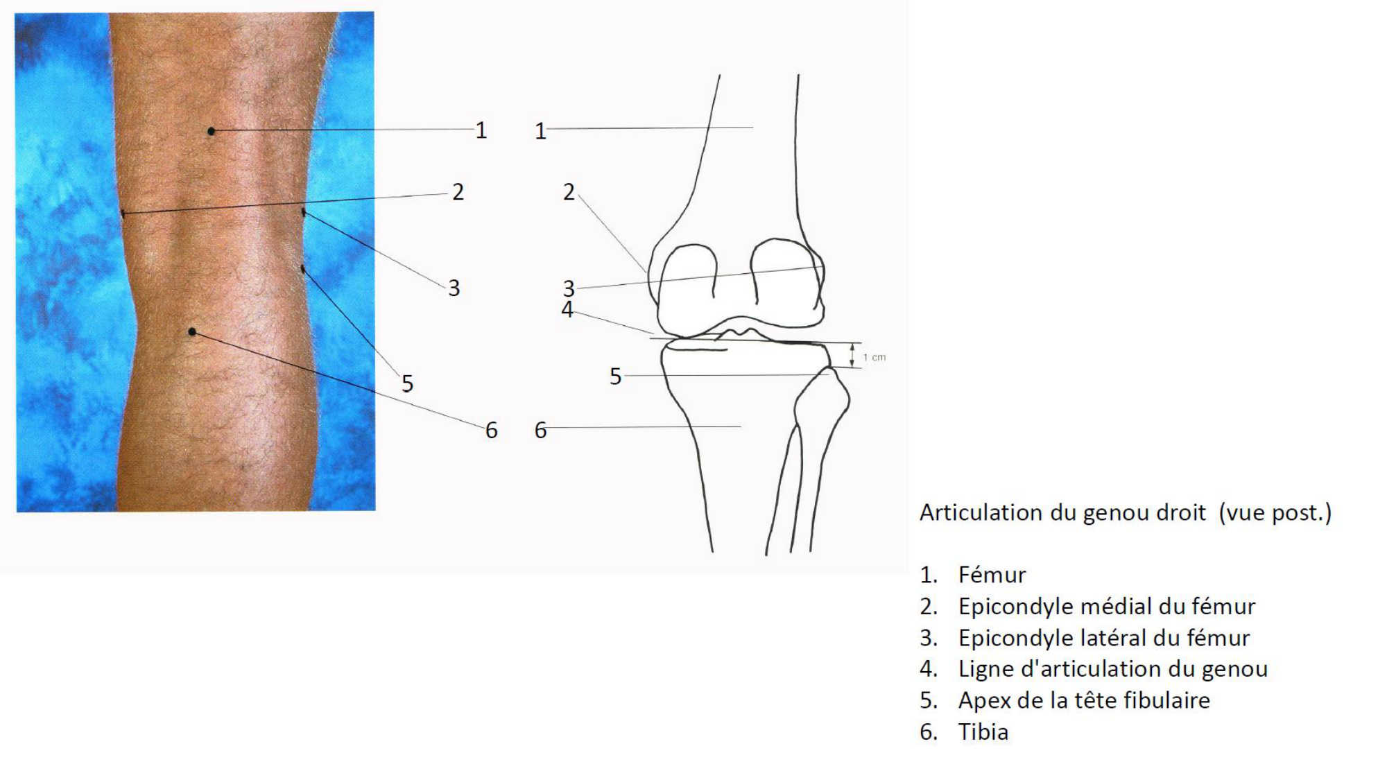 1 BA MI genou 2025-26 page 8