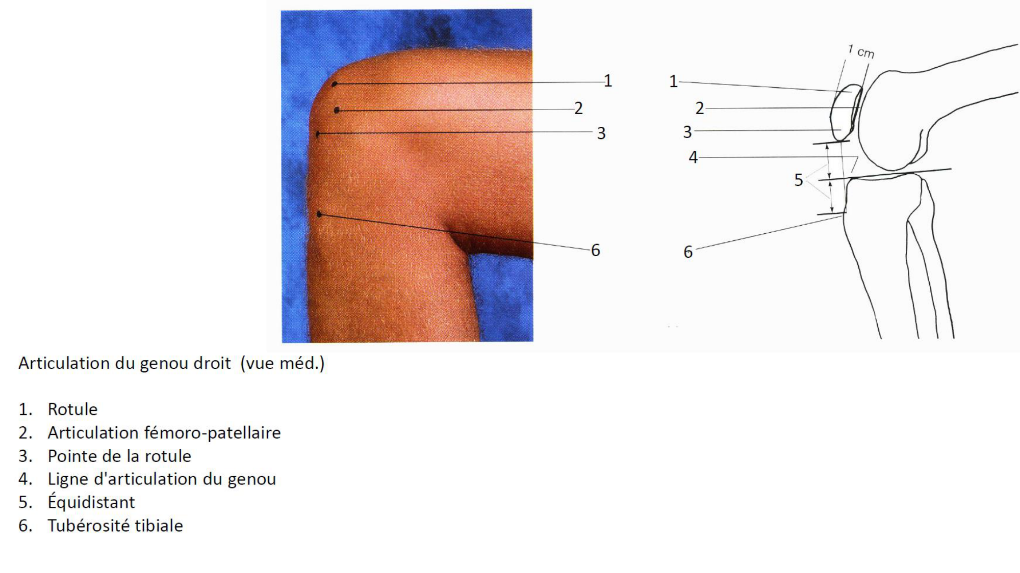 1 BA MI genou 2025-26 page 9