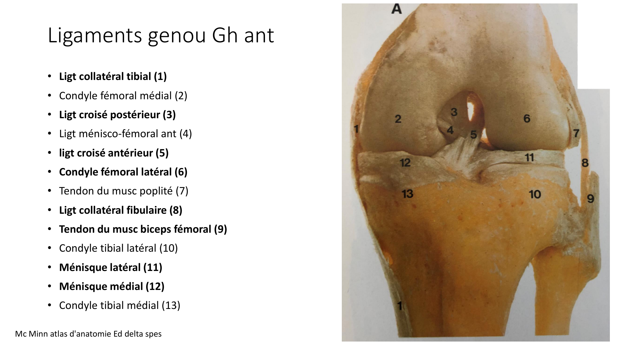 1 BA MI genou 2025-26 page 14