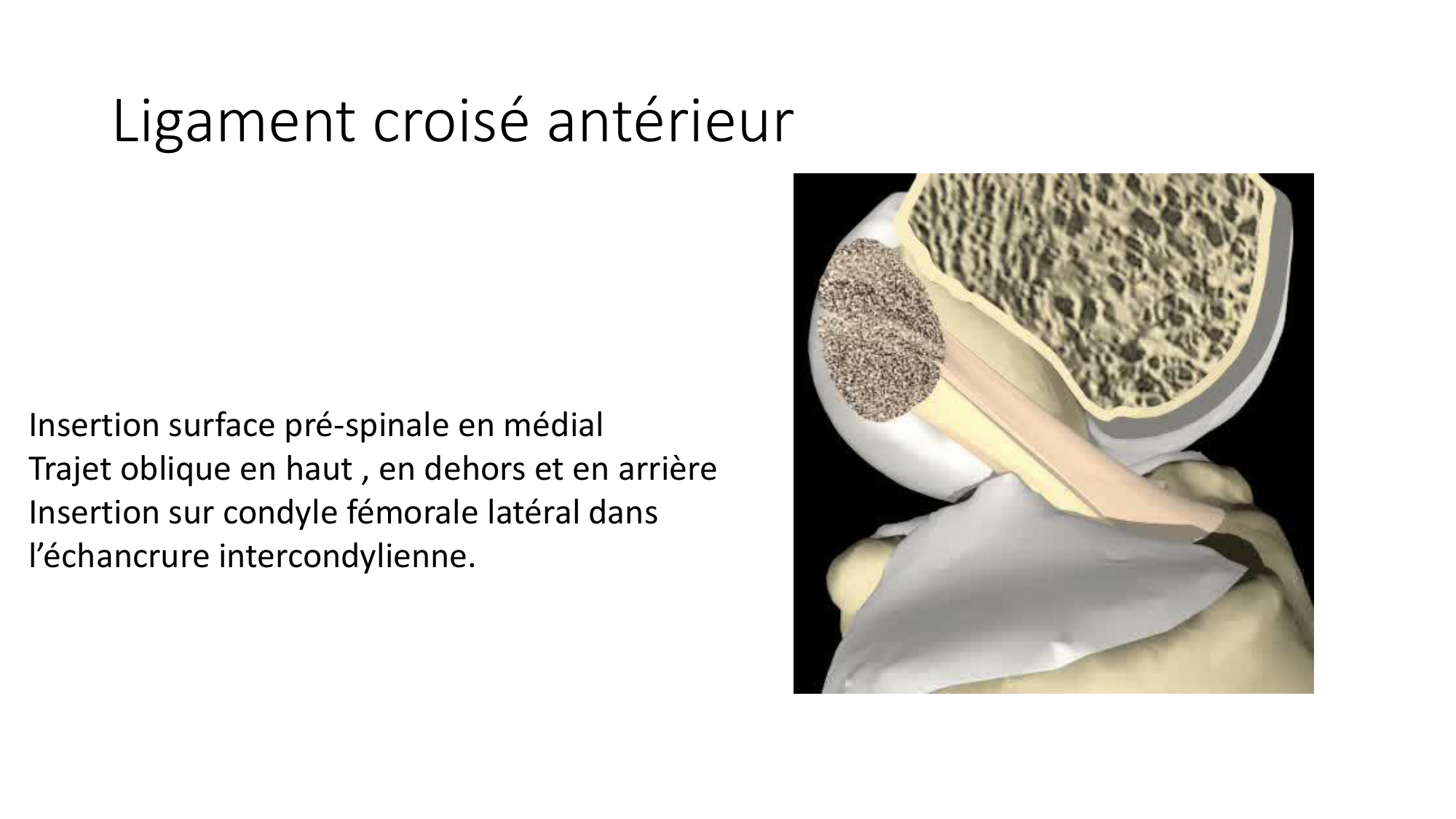1 BA MI genou 2025-26 page 16