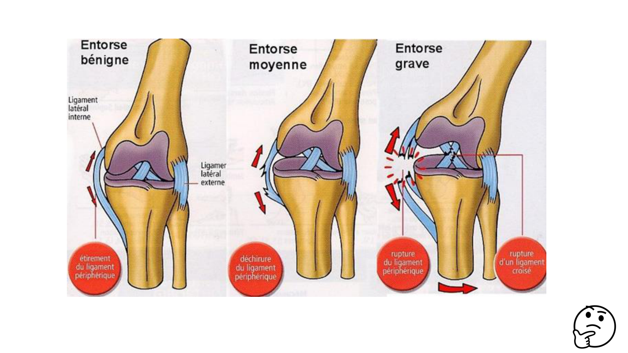 1 BA MI genou 2025-26 page 19