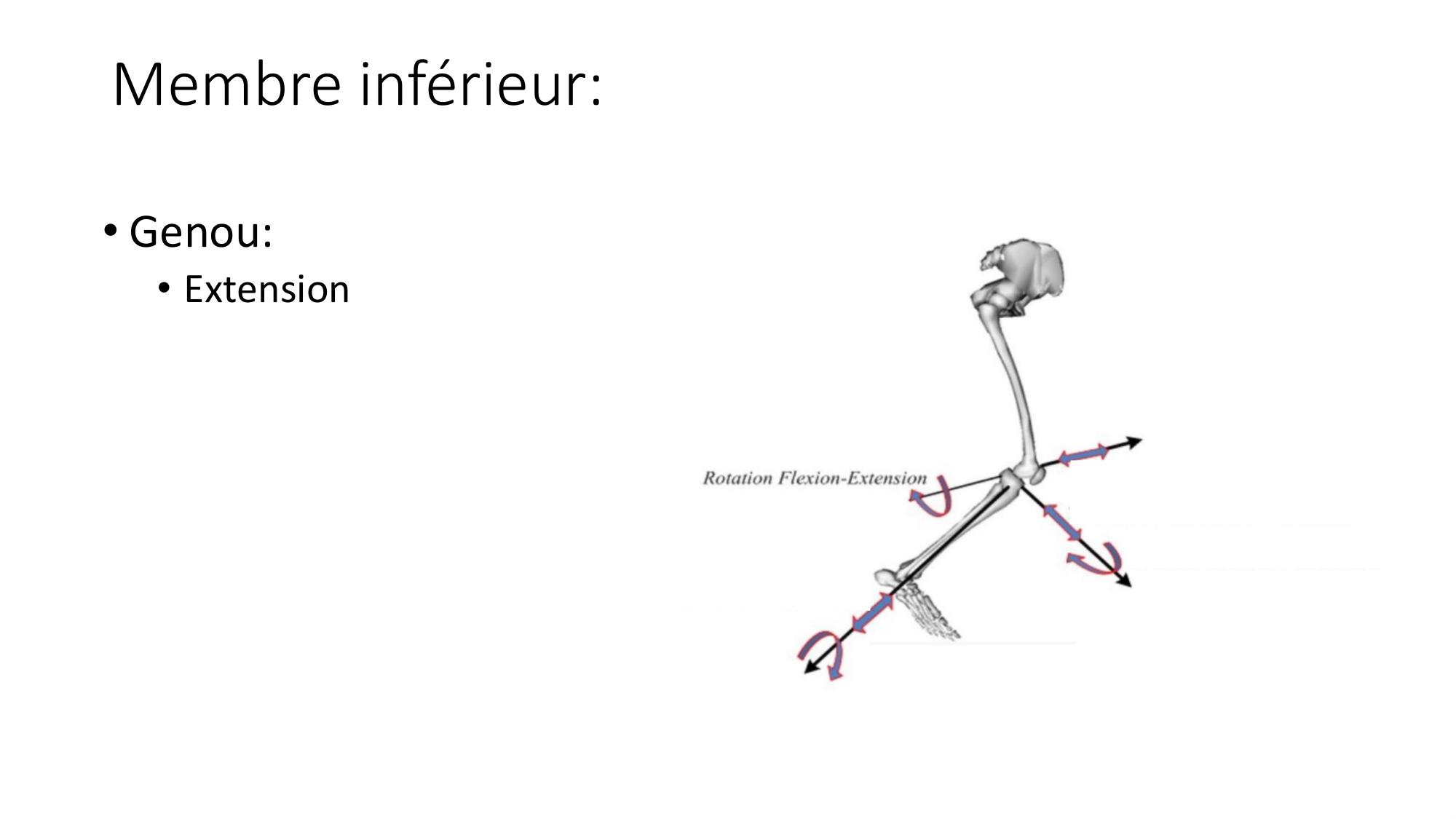 1 BA MI genou 2025-26 page 24