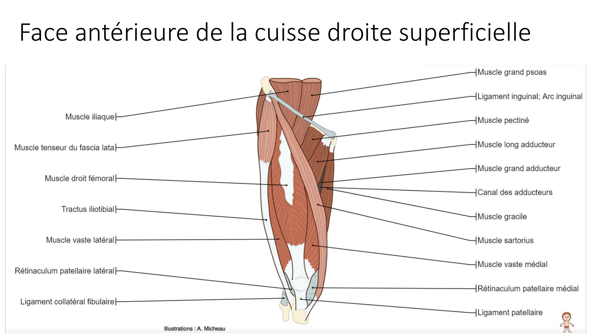 1 BA MI genou 2025-26 page 27