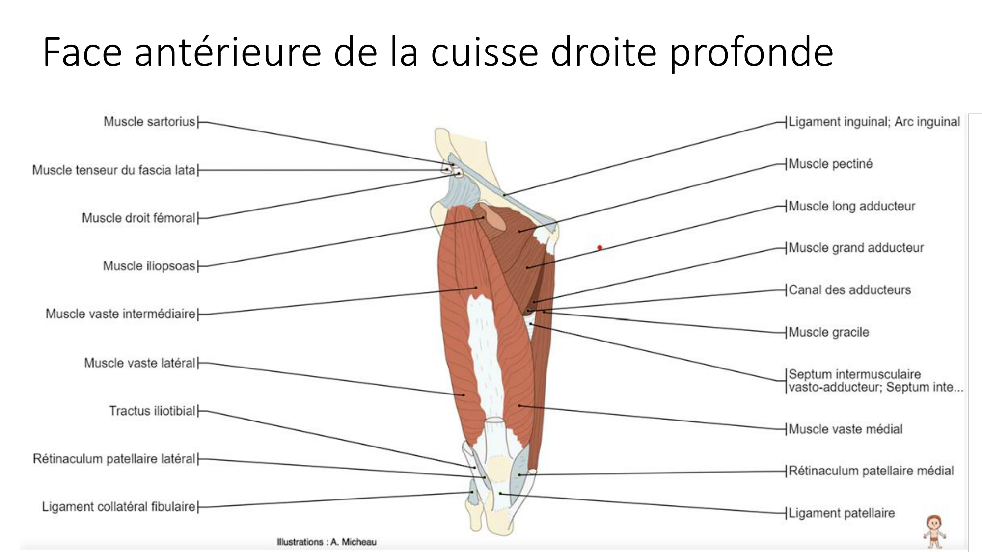 1 BA MI genou 2025-26 page 28