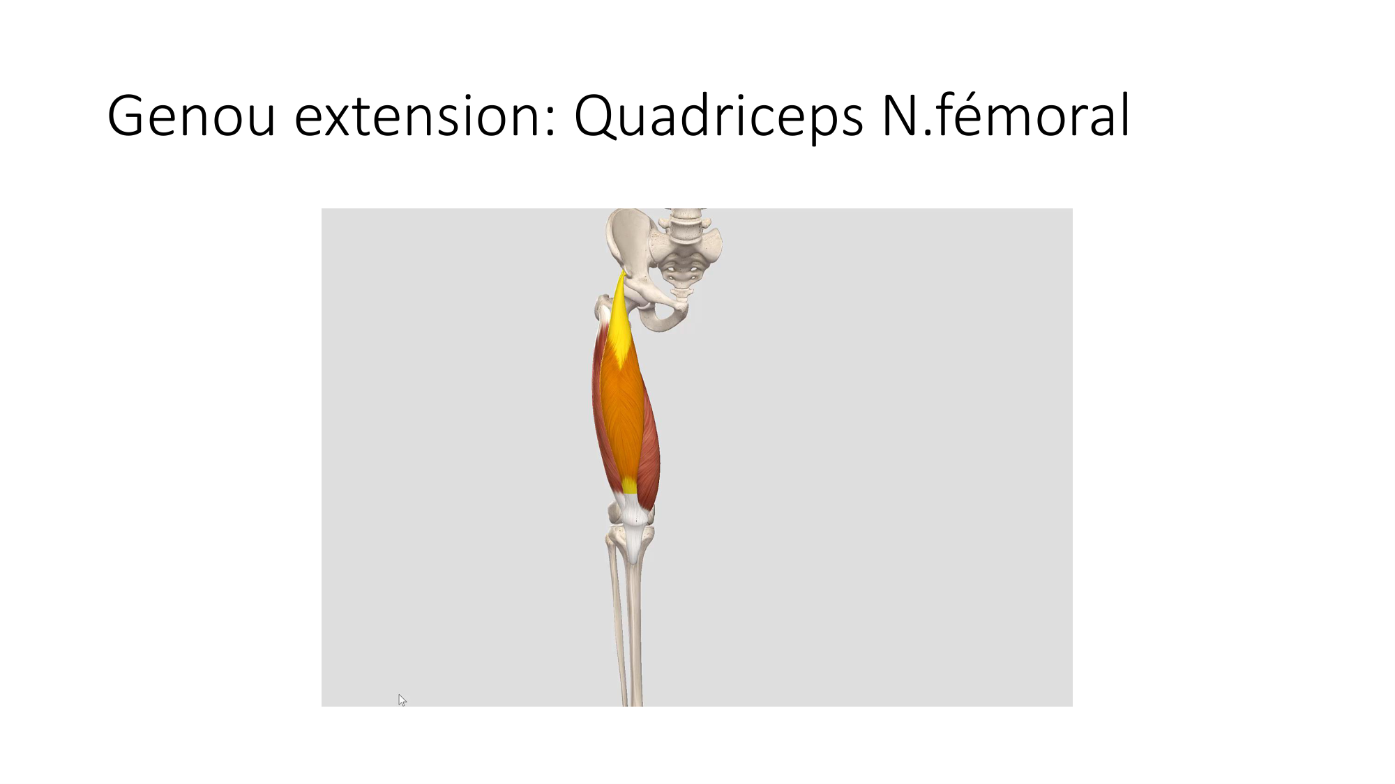 1 BA MI genou 2025-26 page 29