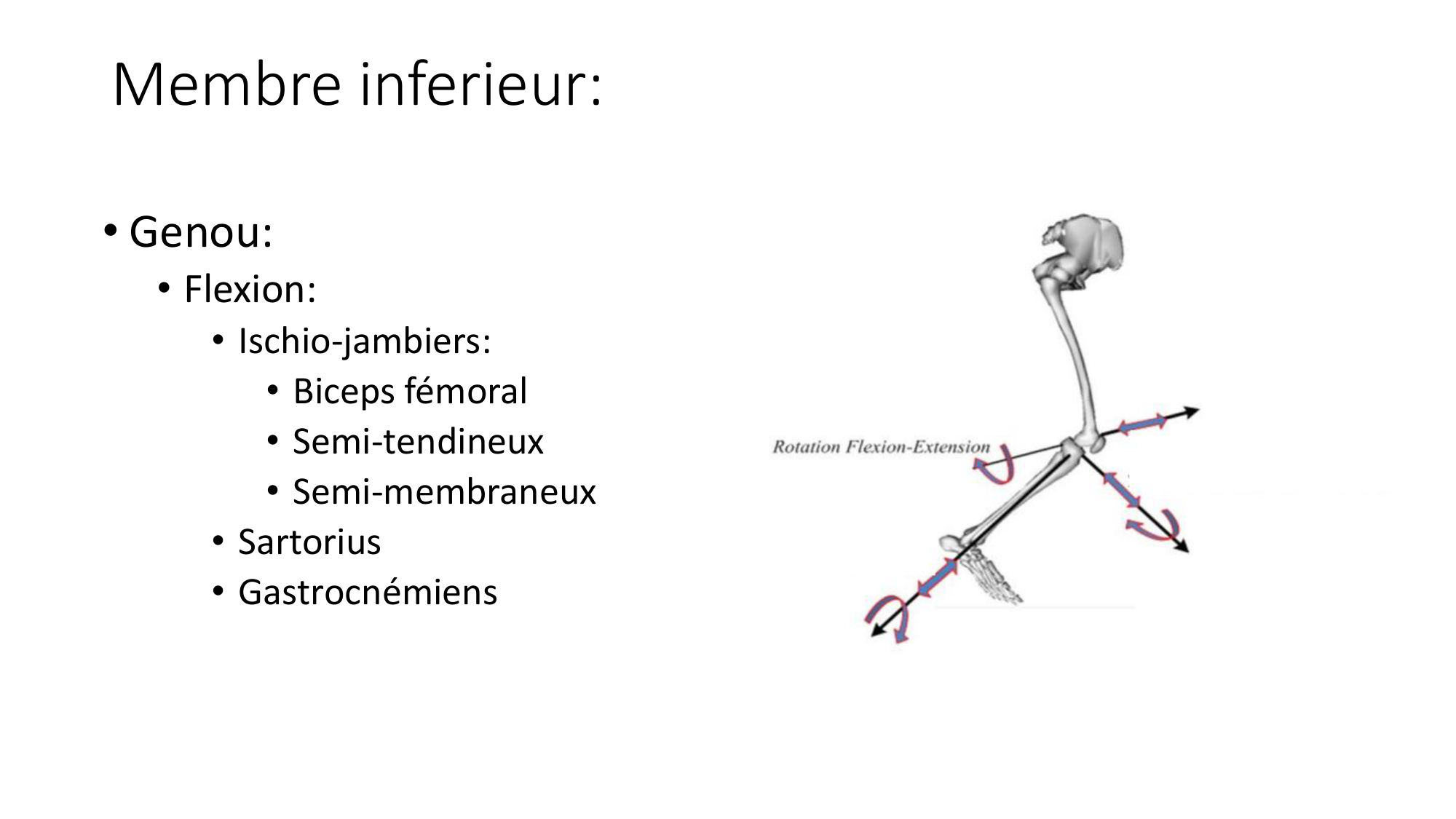 1 BA MI genou 2025-26 page 30