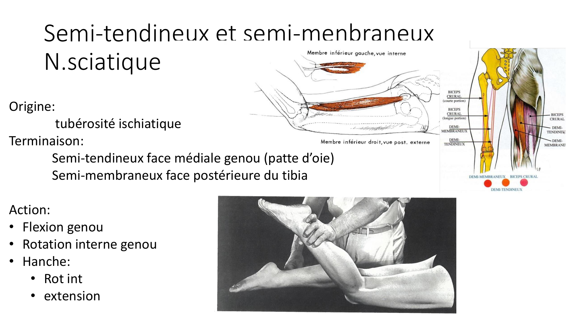 1 BA MI genou 2025-26 page 31