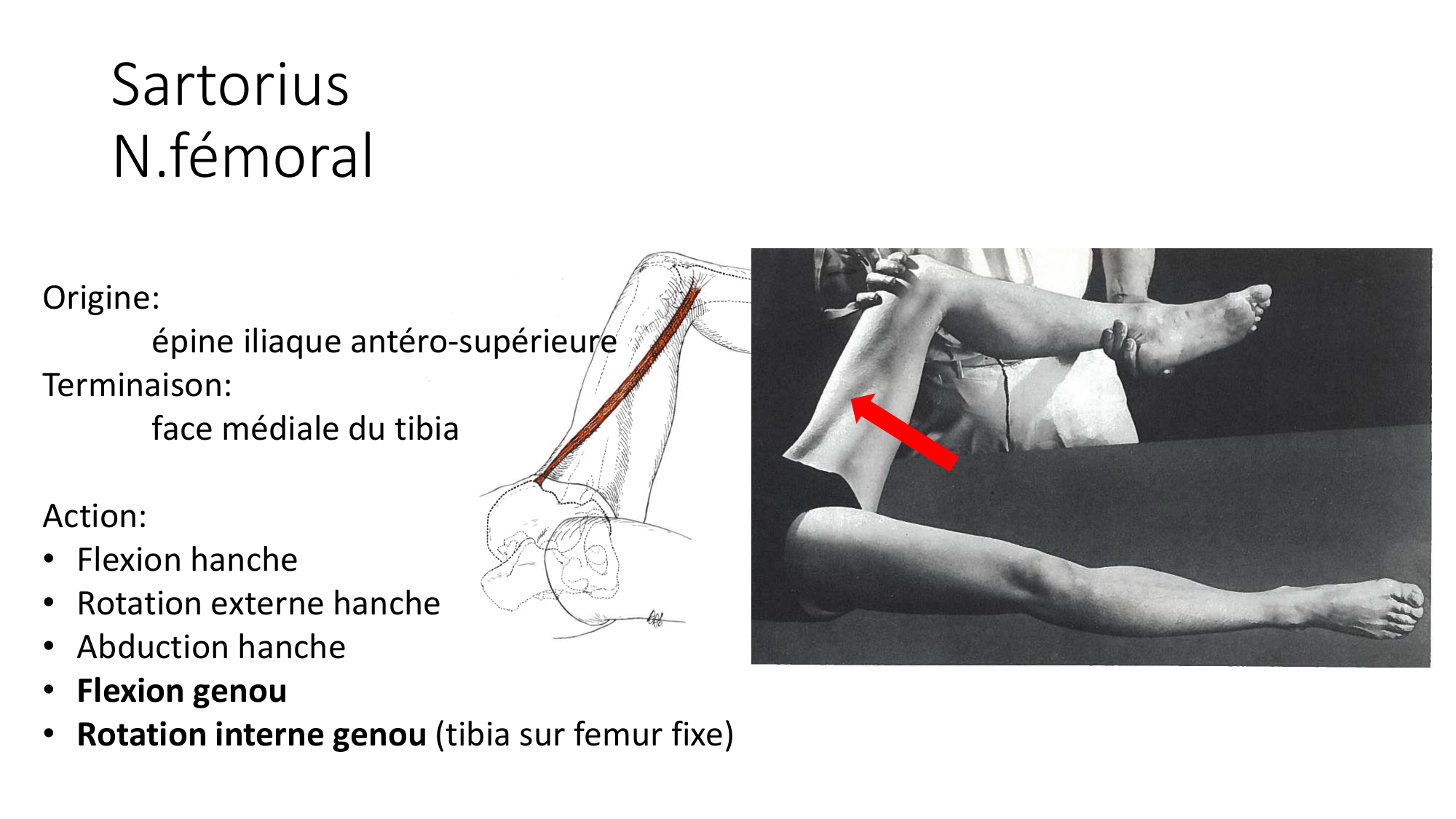 1 BA MI genou 2025-26 page 33