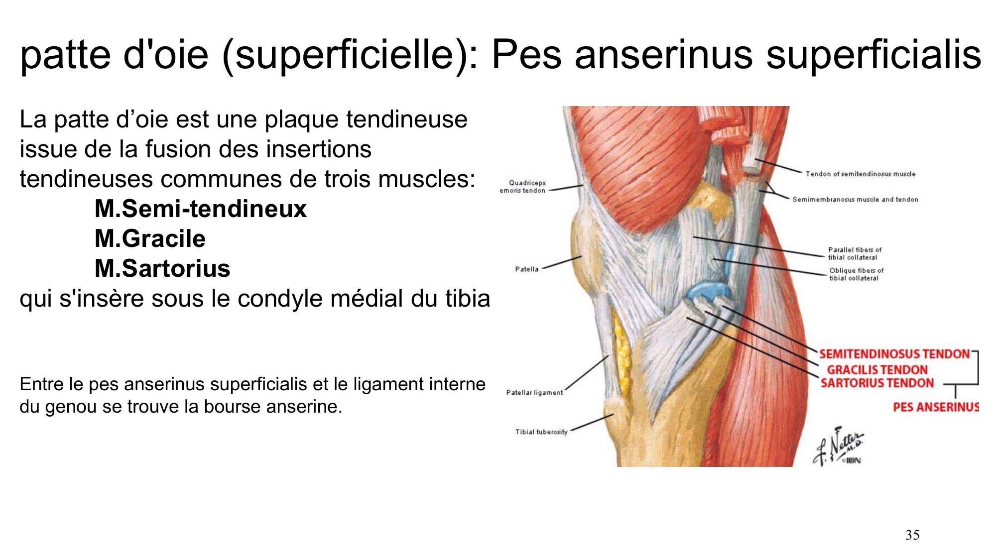 1 BA MI genou 2025-26 page 34