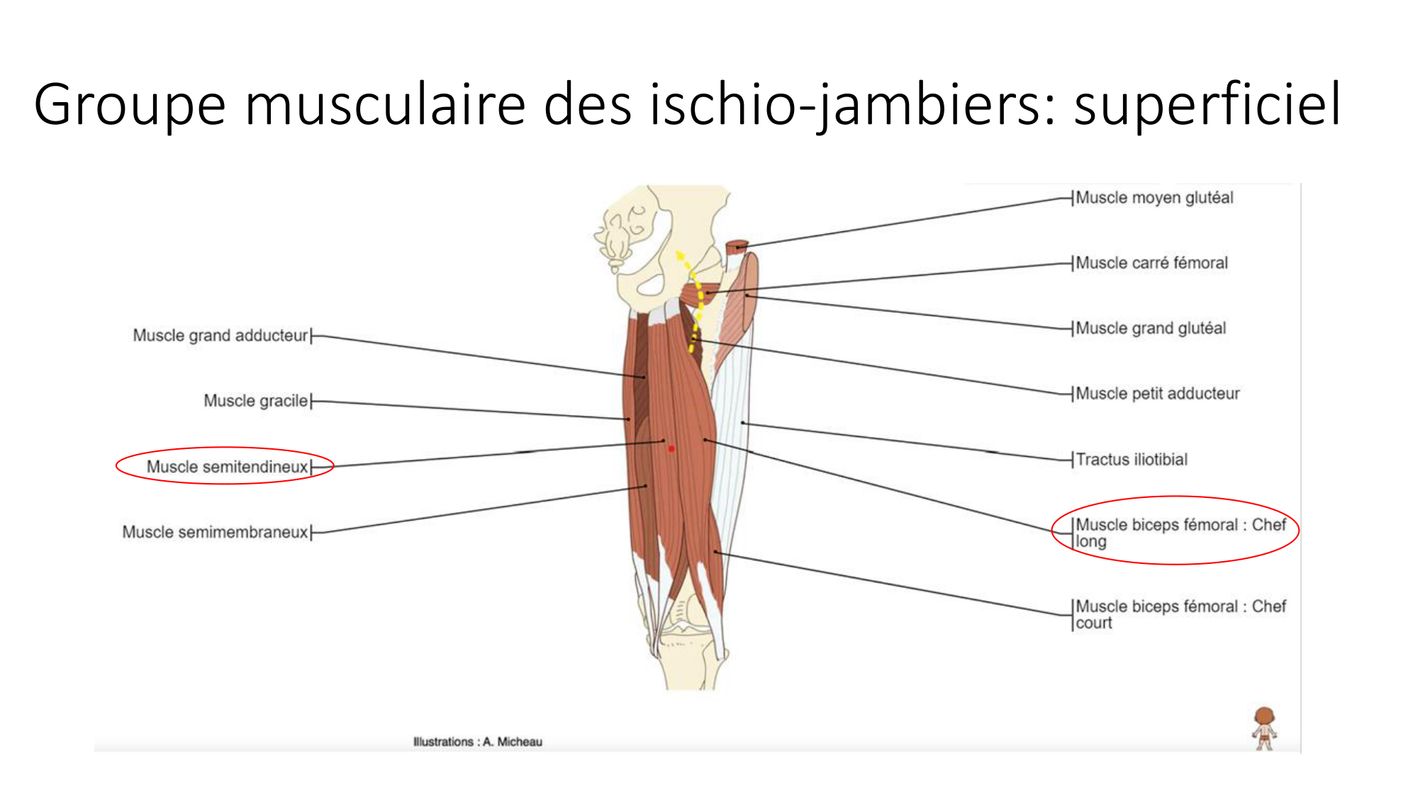 1 BA MI genou 2025-26 page 35