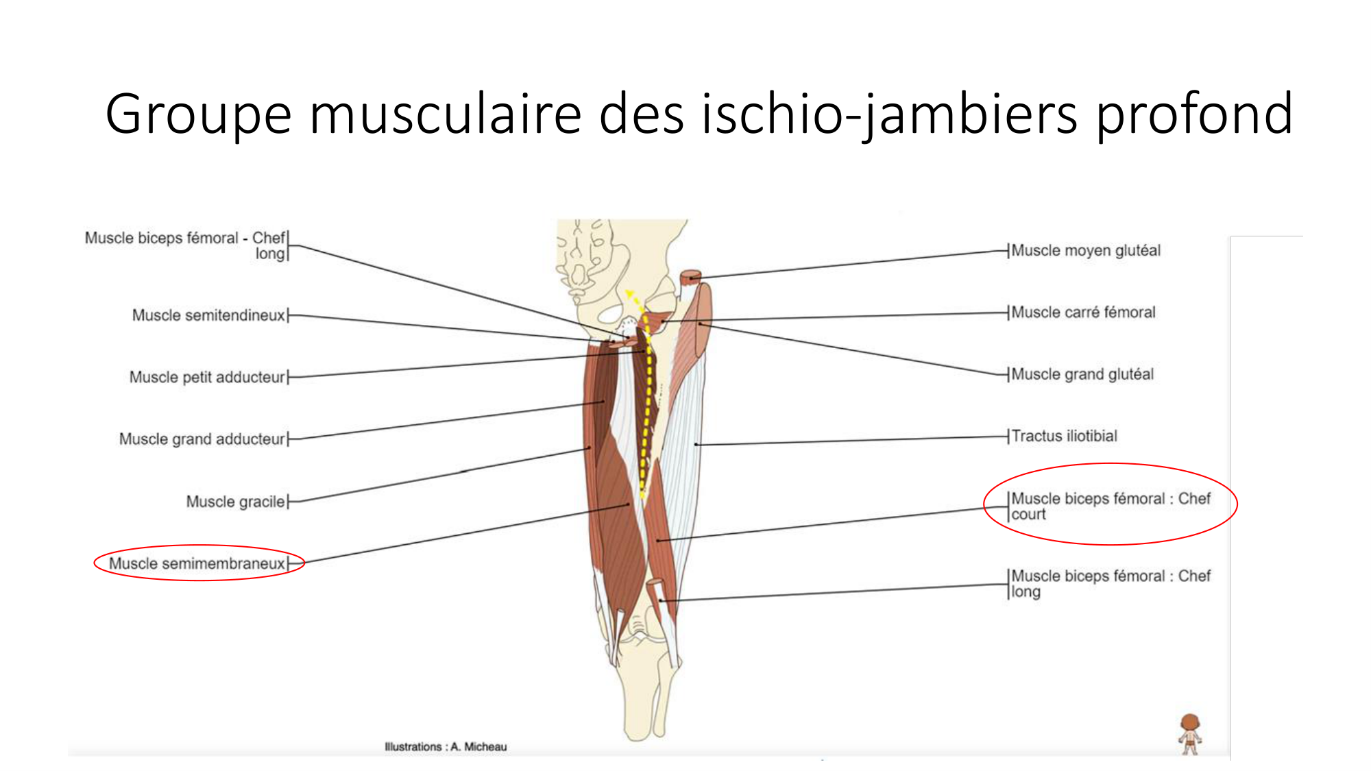 1 BA MI genou 2025-26 page 36