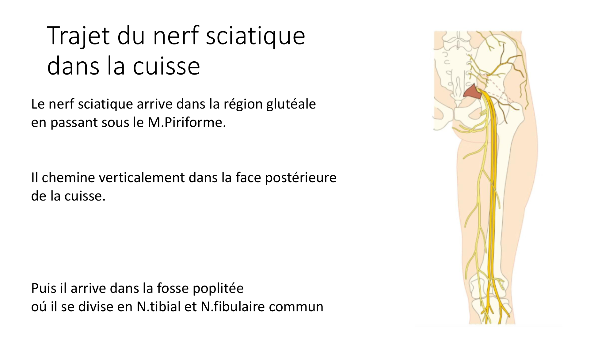 1 BA MI genou 2025-26 page 37