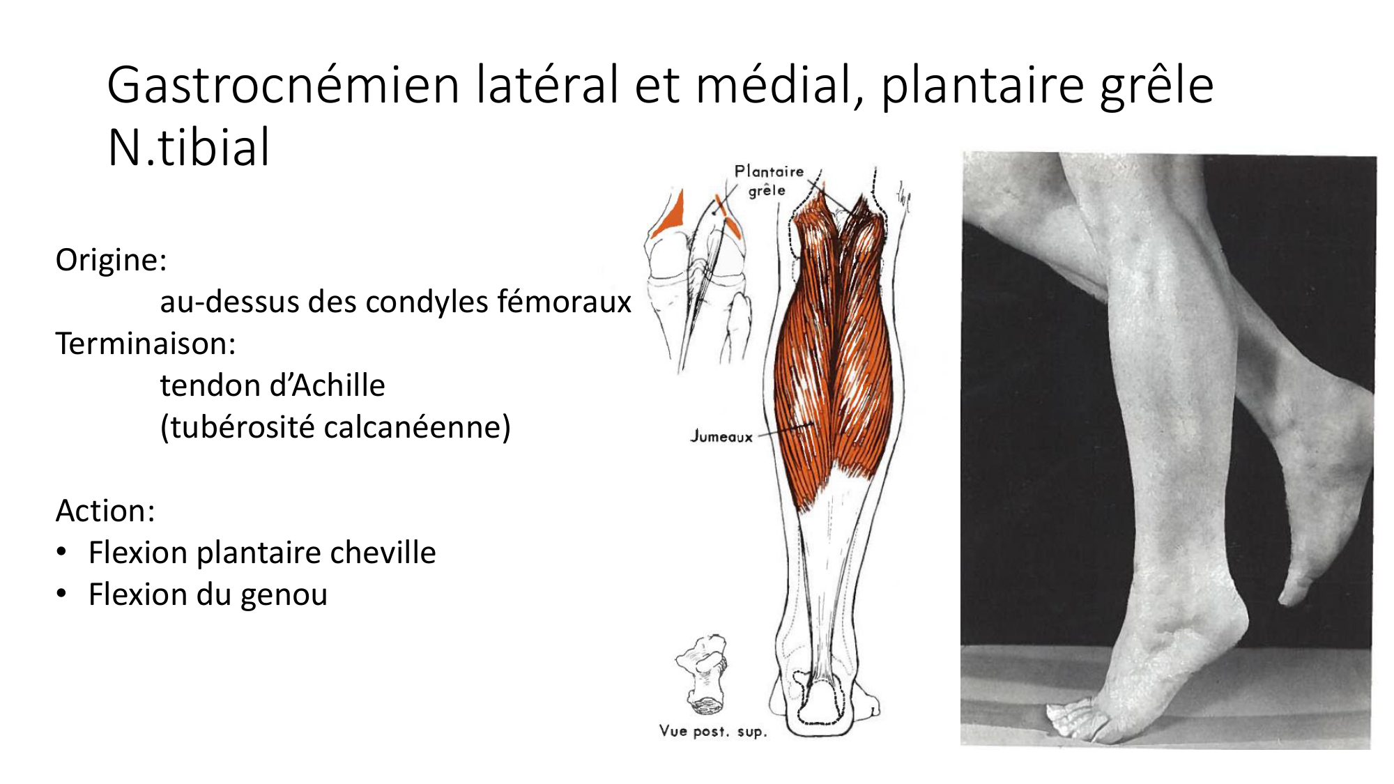 1 BA MI genou 2025-26 page 38