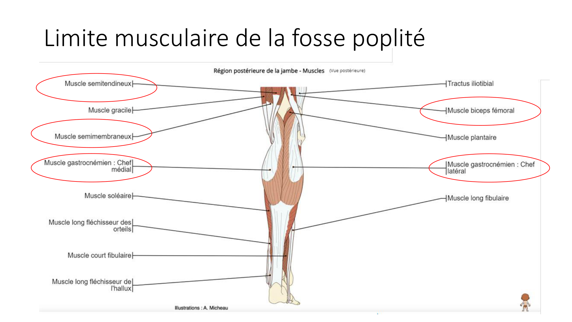 1 BA MI genou 2025-26 page 39