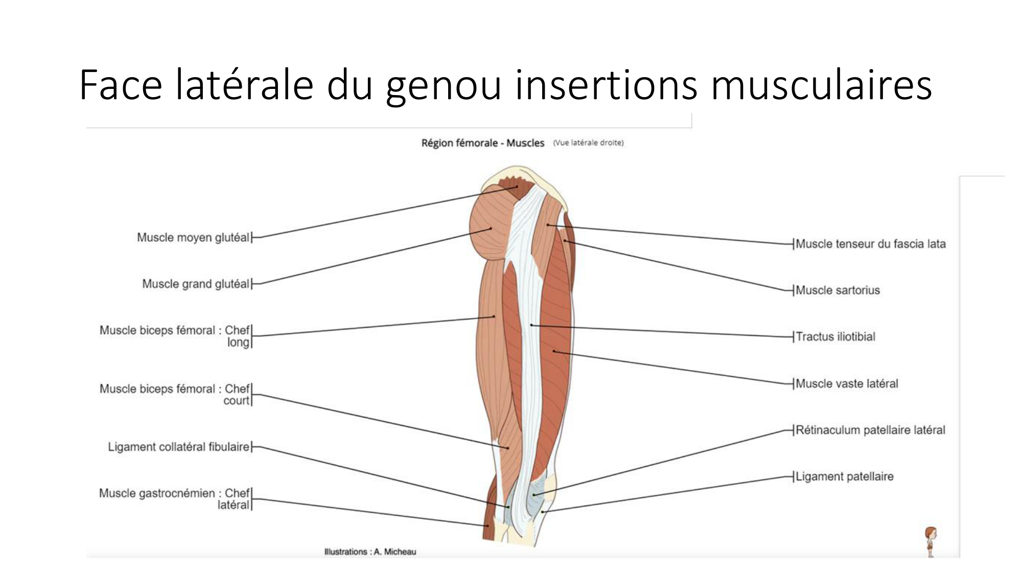 1 BA MI genou 2025-26 page 41