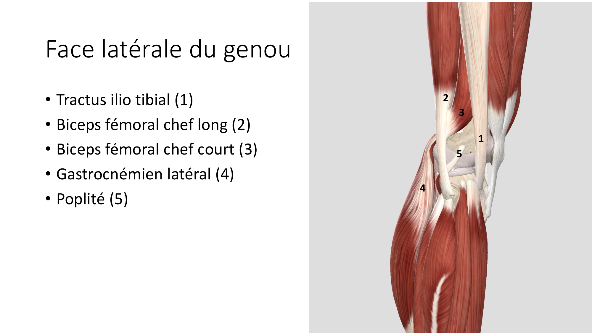 1 BA MI genou 2025-26 page 42
