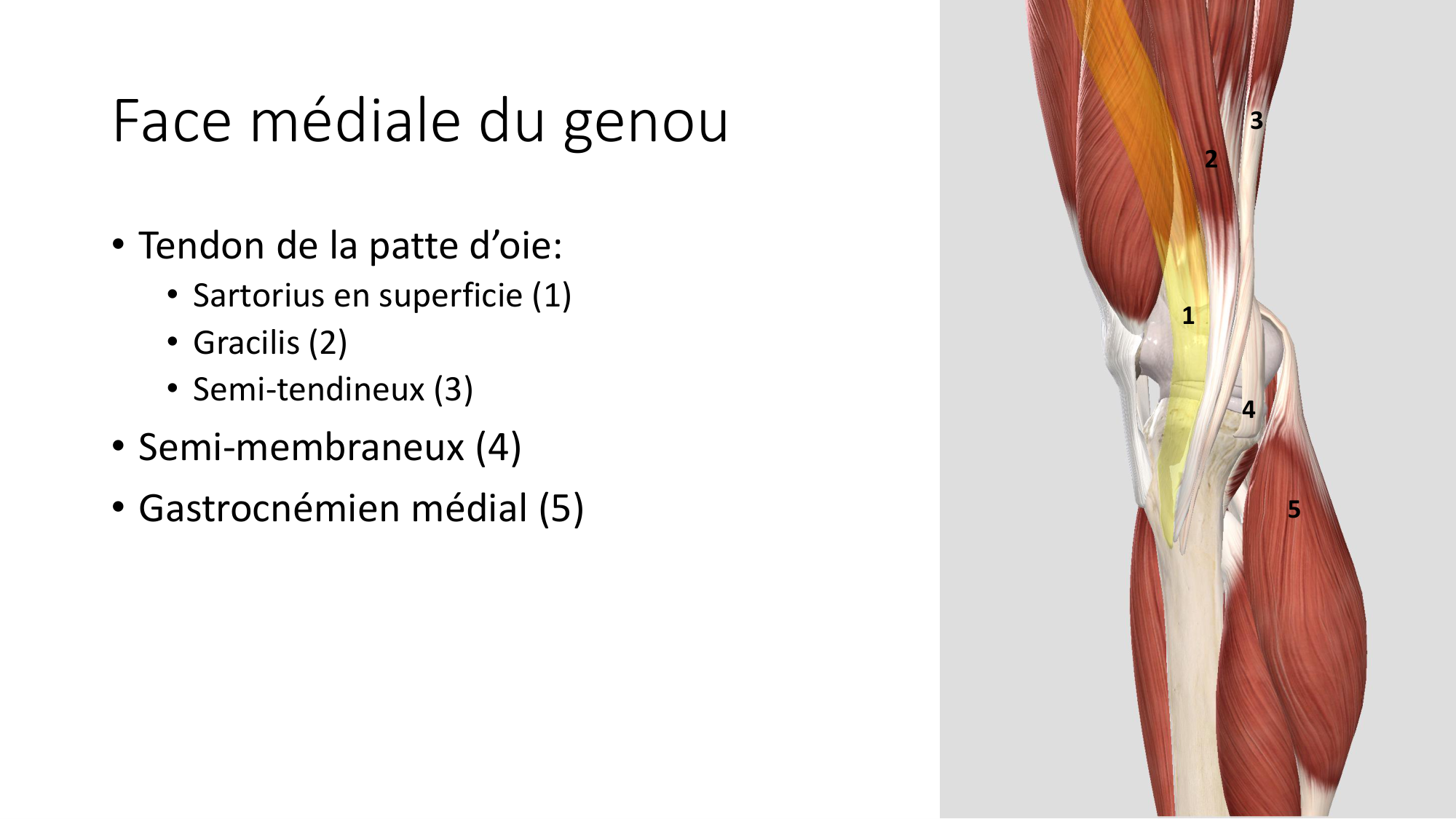 1 BA MI genou 2025-26 page 43