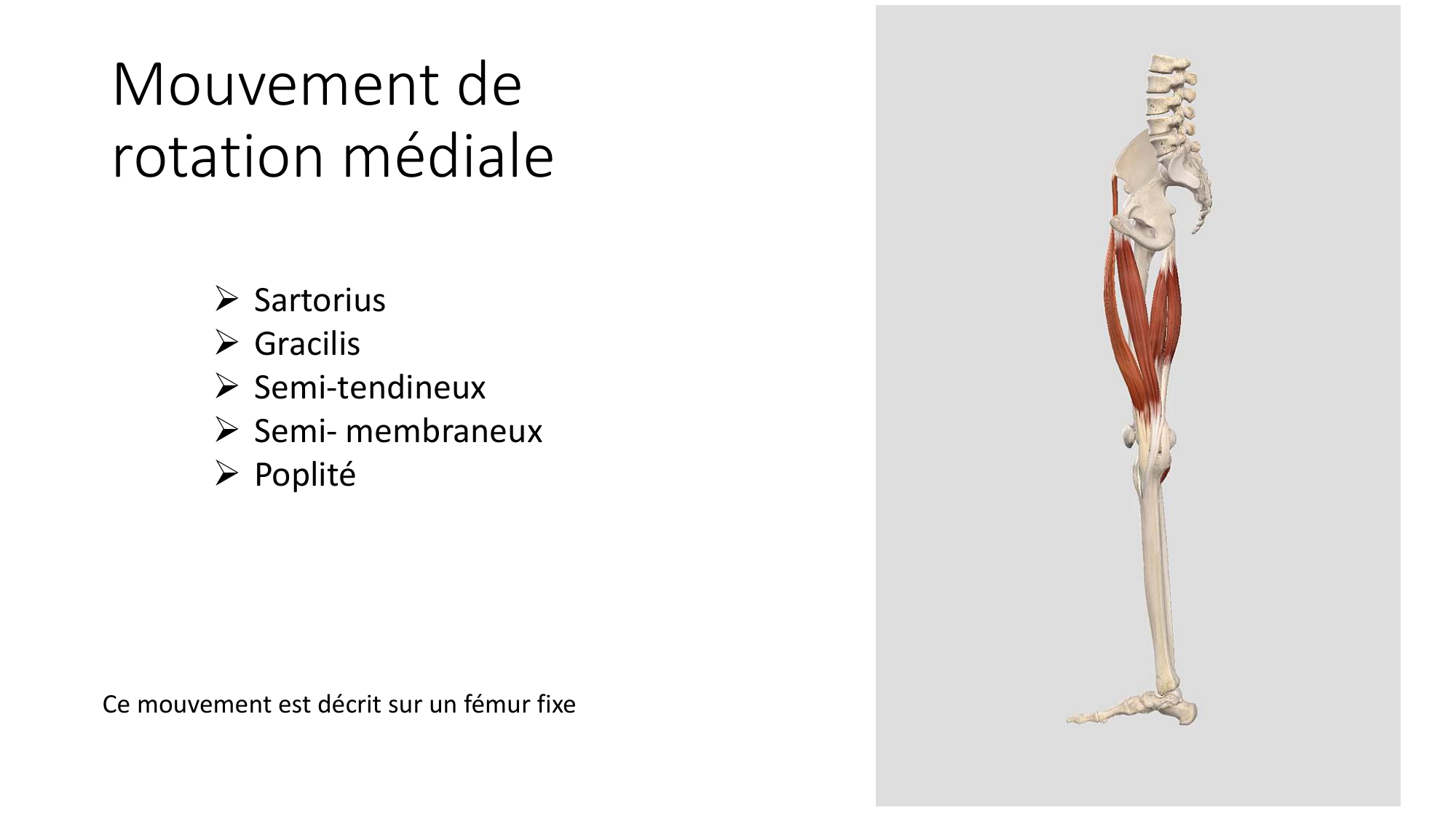 1 BA MI genou 2025-26 page 44