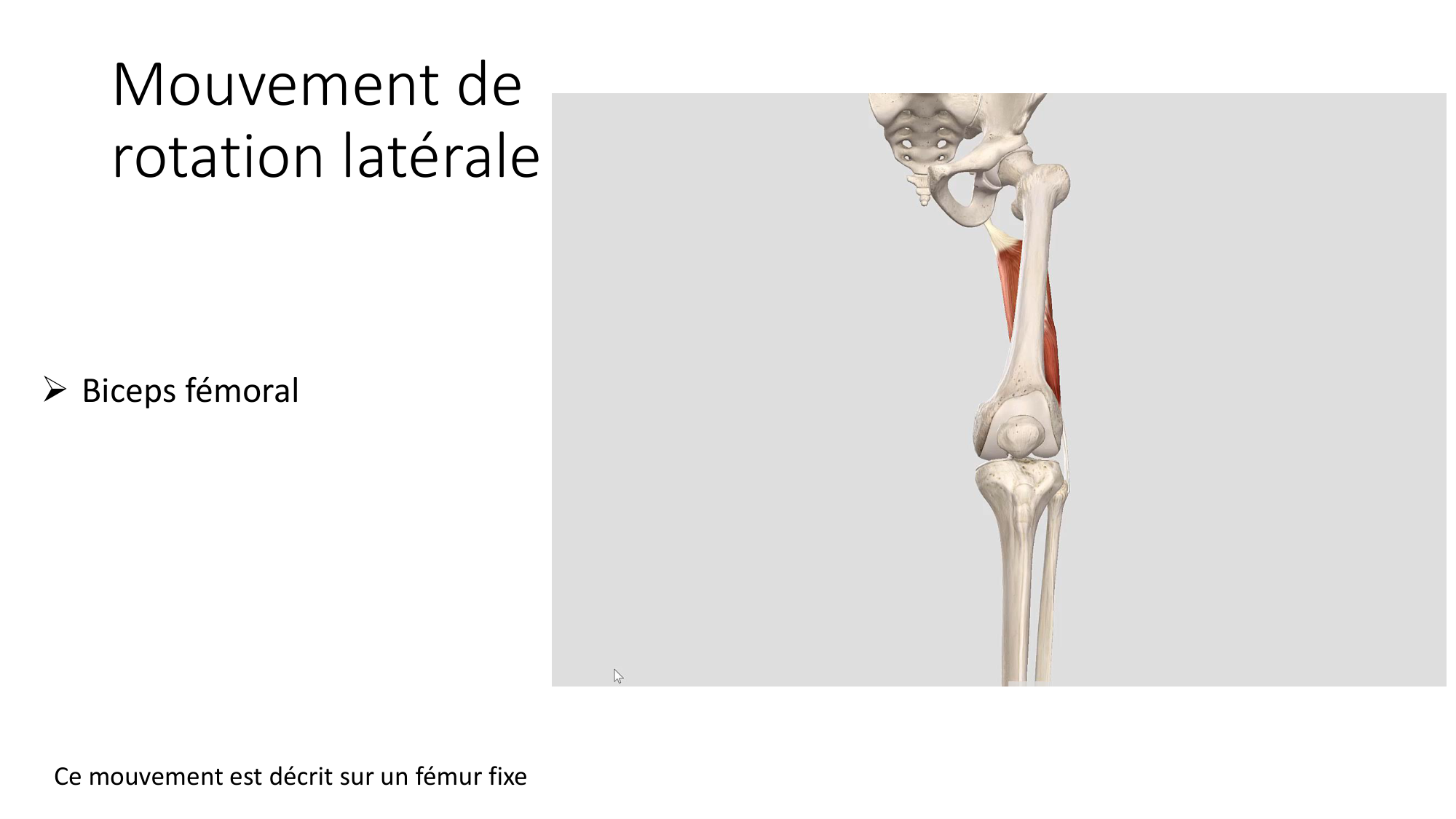 1 BA MI genou 2025-26 page 45