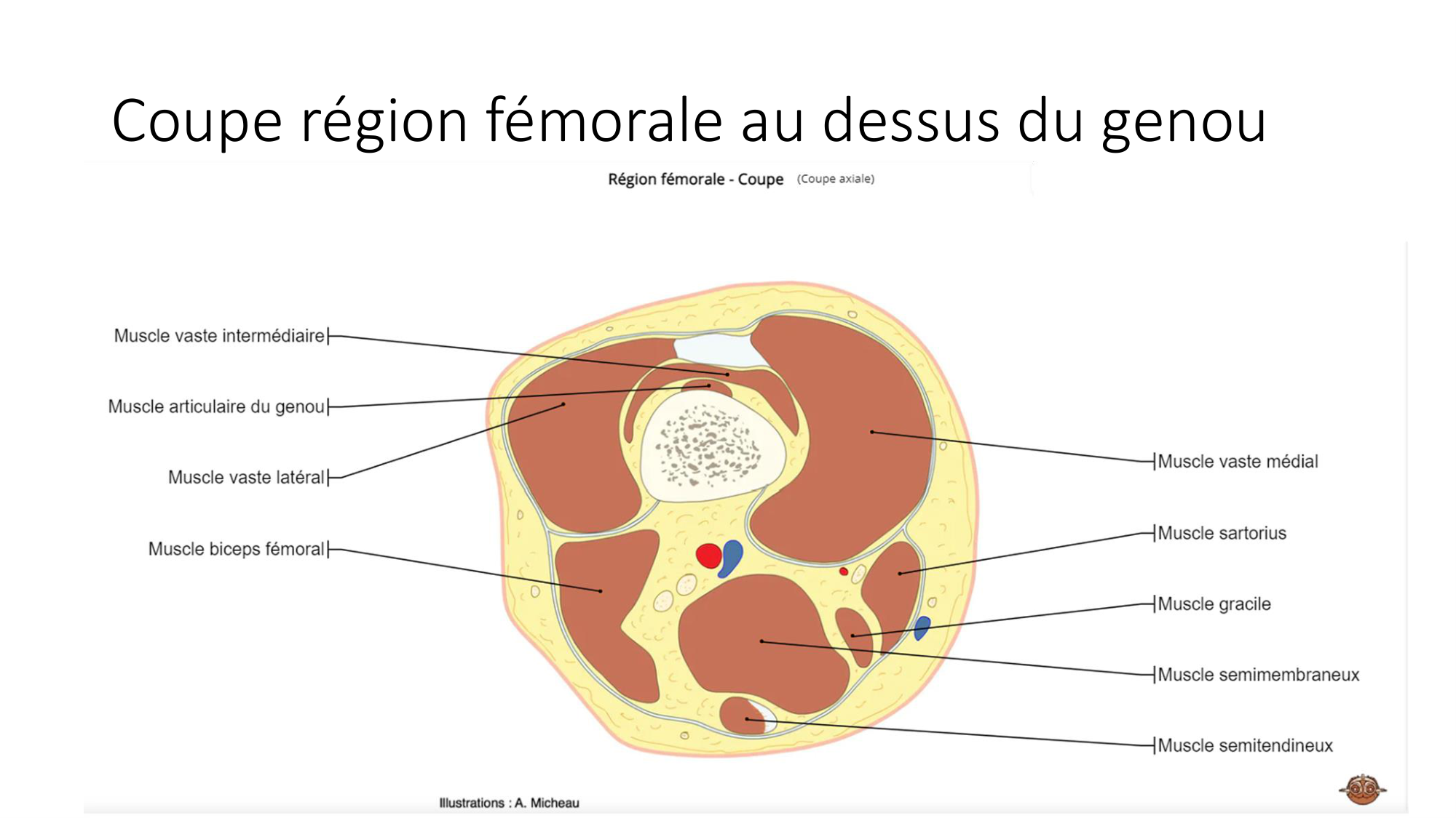 1 BA MI genou 2025-26 page 46