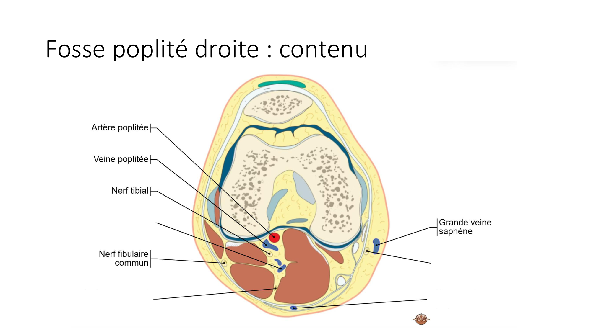 1 BA MI genou 2025-26 page 49