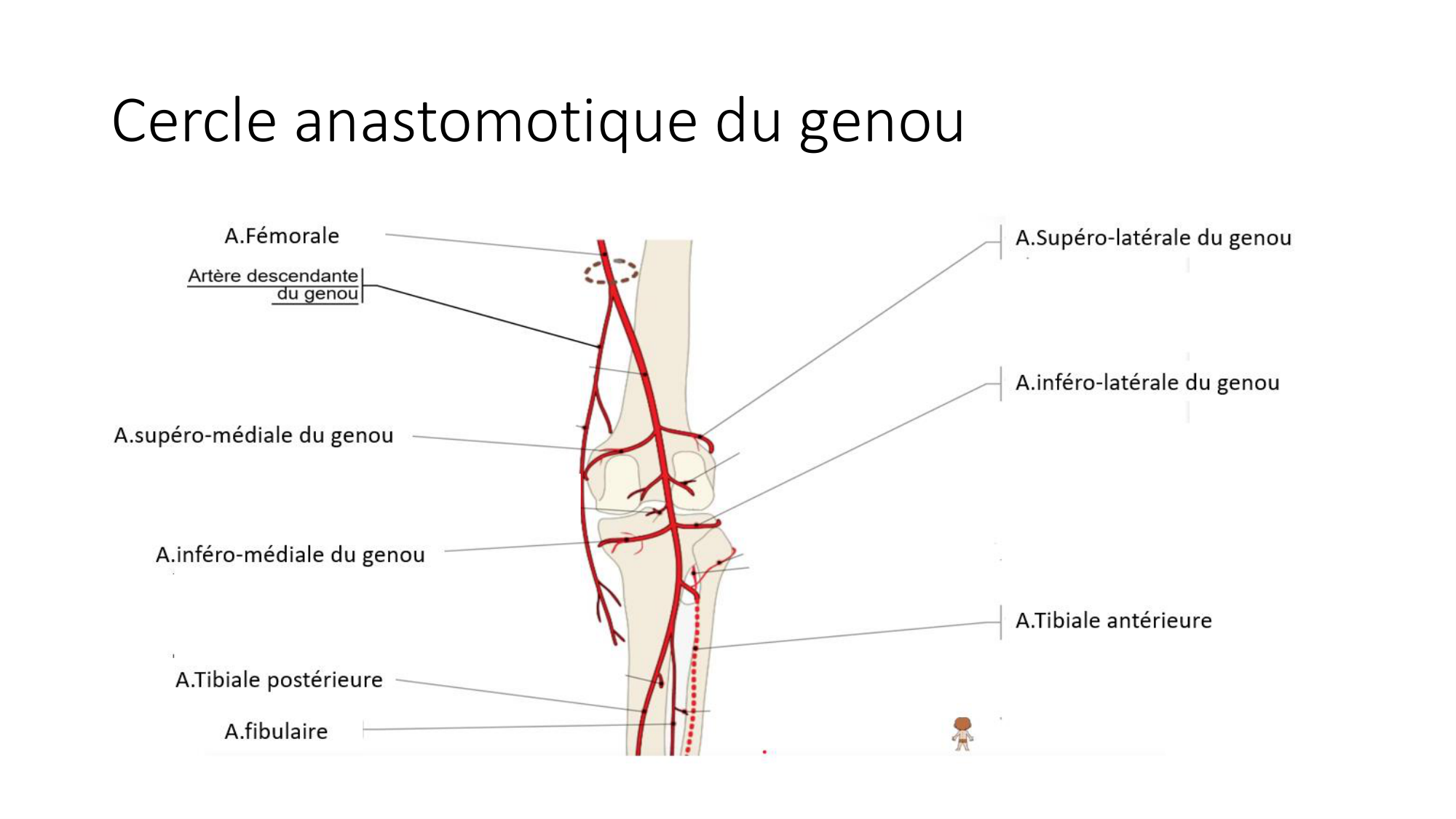 1 BA MI genou 2025-26 page 50
