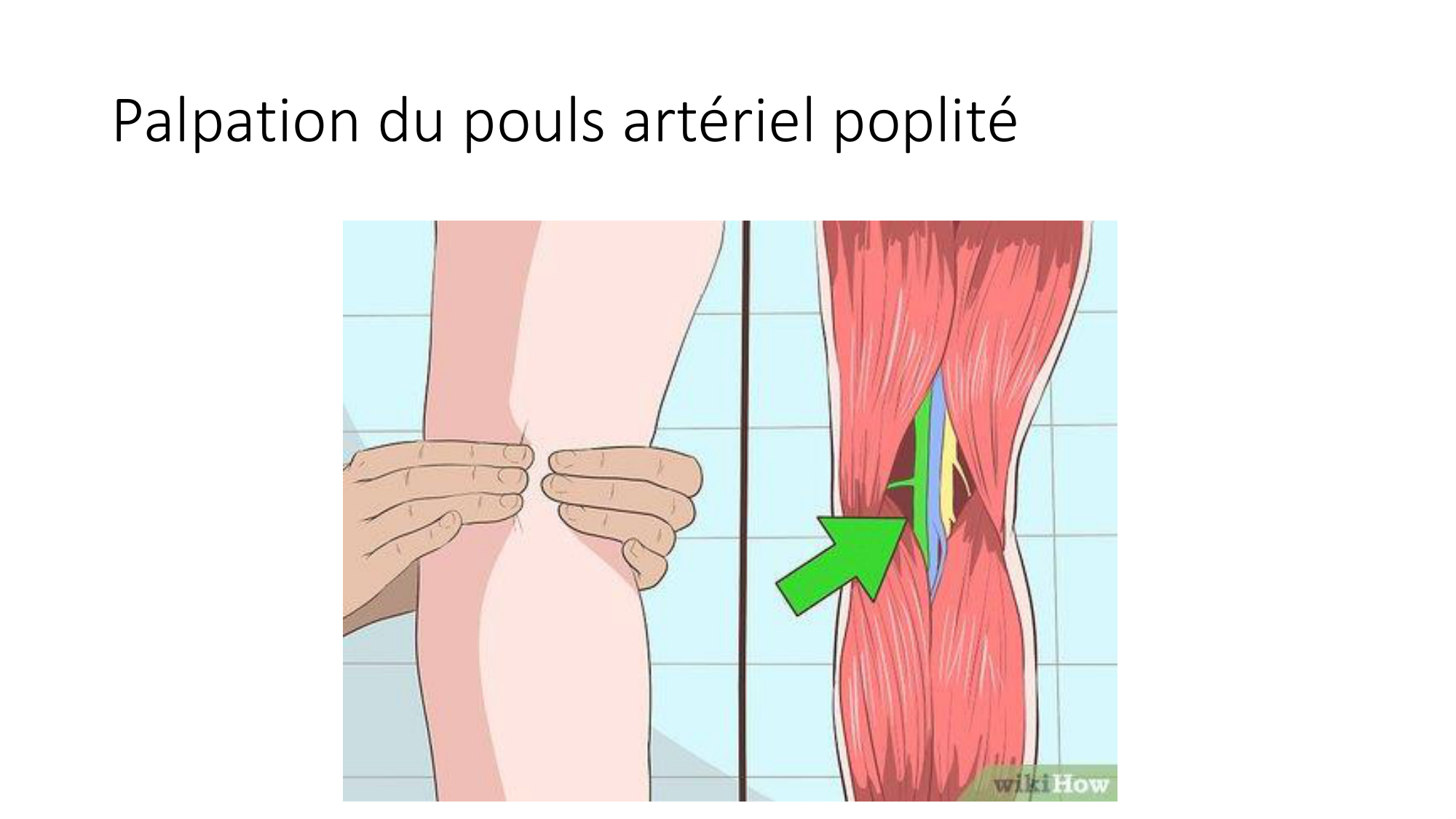 1 BA MI genou 2025-26 page 51