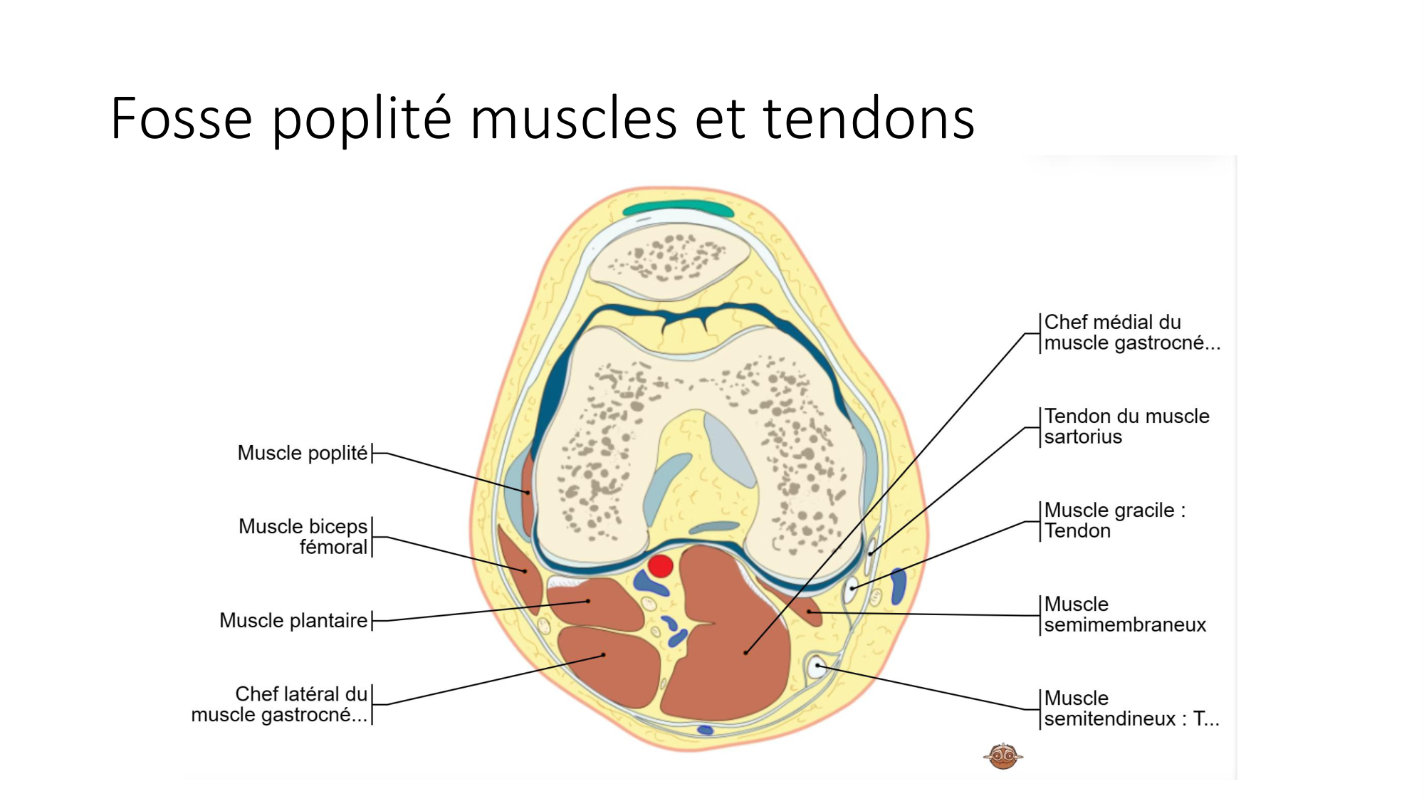 1 BA MI genou 2025-26 page 52