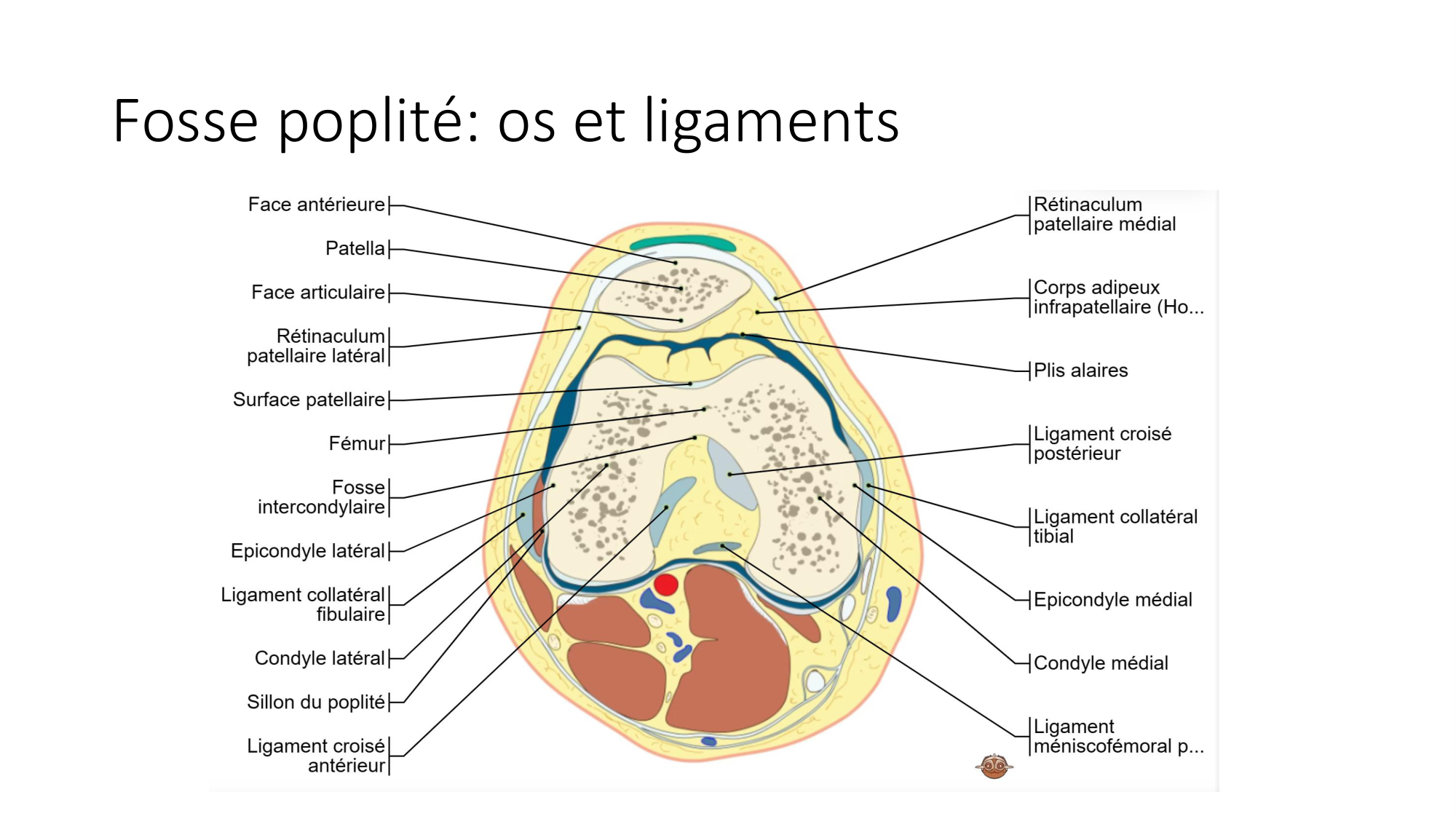 1 BA MI genou 2025-26 page 53
