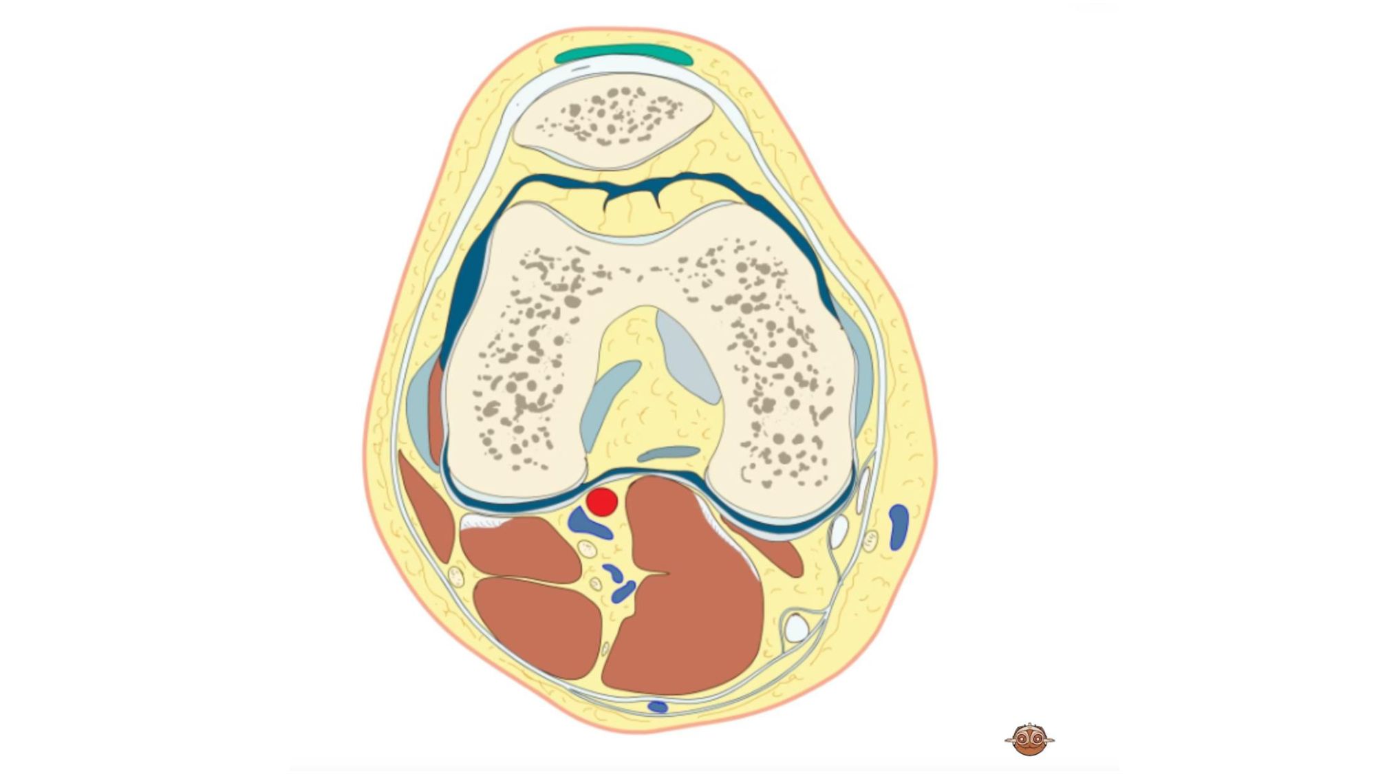1 BA MI genou 2025-26 page 54