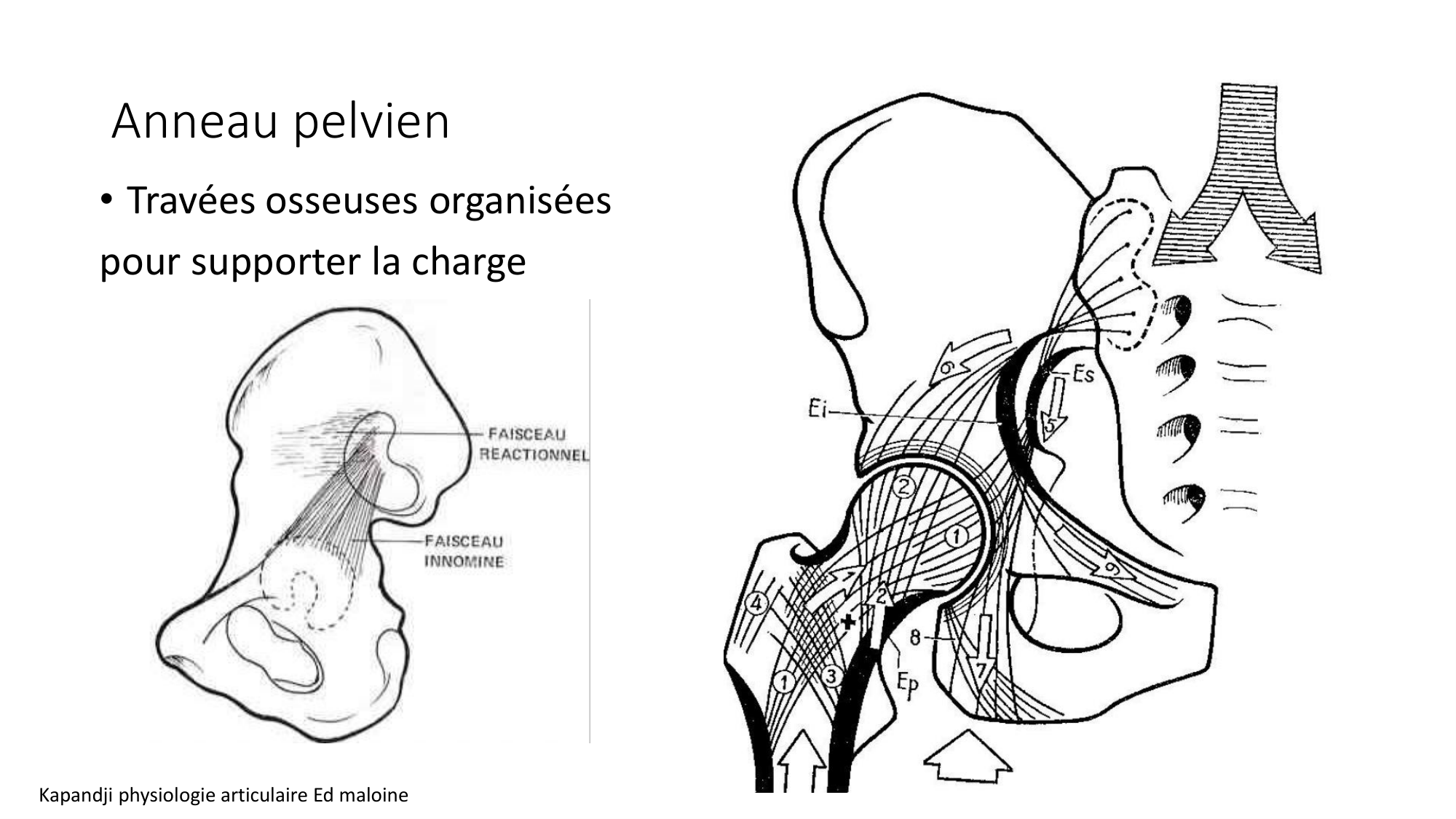 1 BA MI hanche 2025-26 page 11