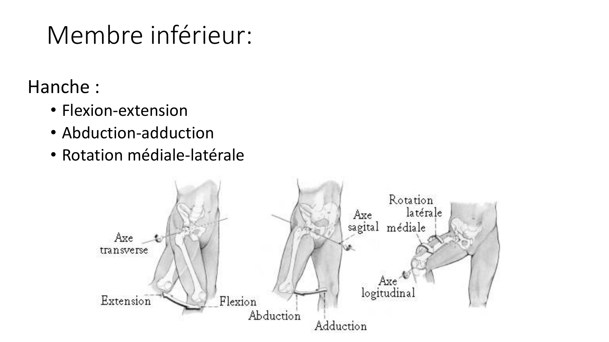 1 BA MI hanche 2025-26 page 18