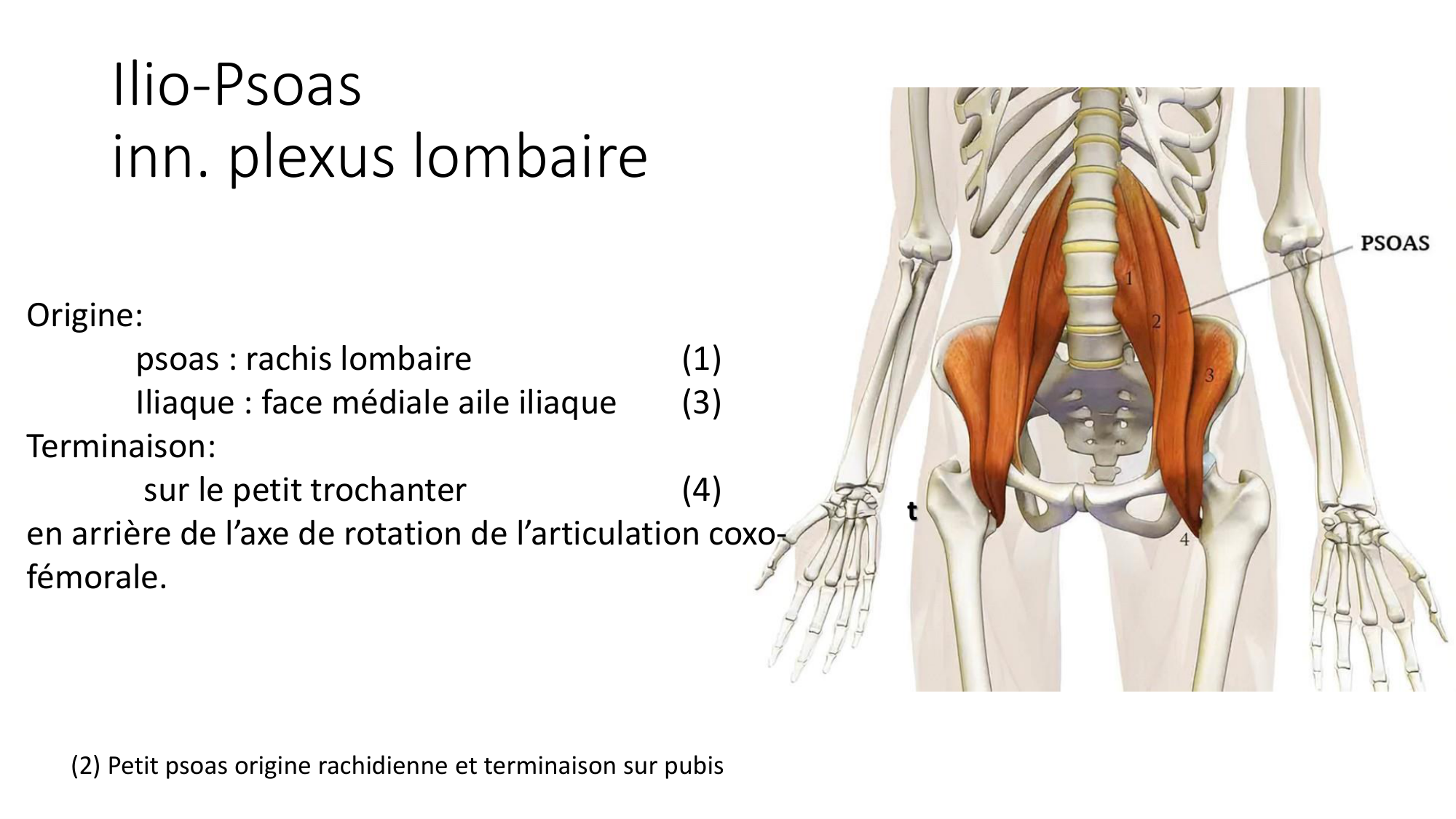 1 BA MI hanche 2025-26 page 20